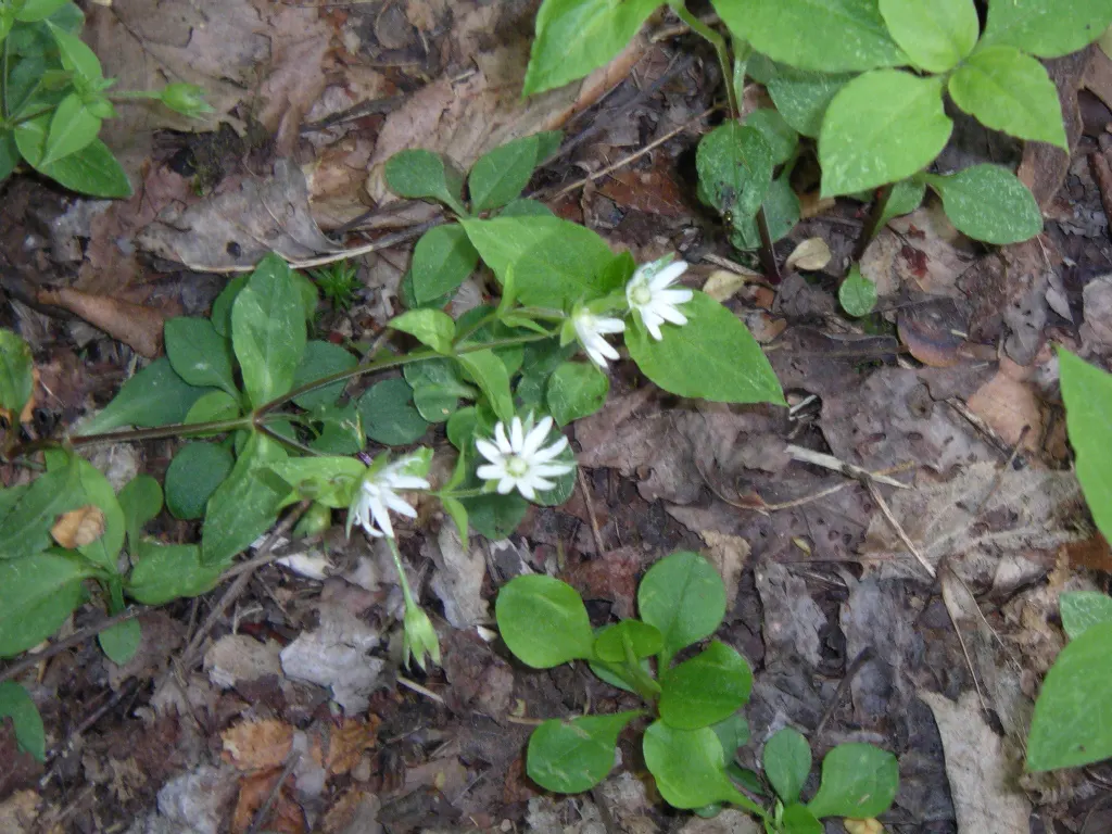 Star Chickweed (Stellaria Pubera) — while its low-maintenance nature is ideal for effortless landscaping endeavors