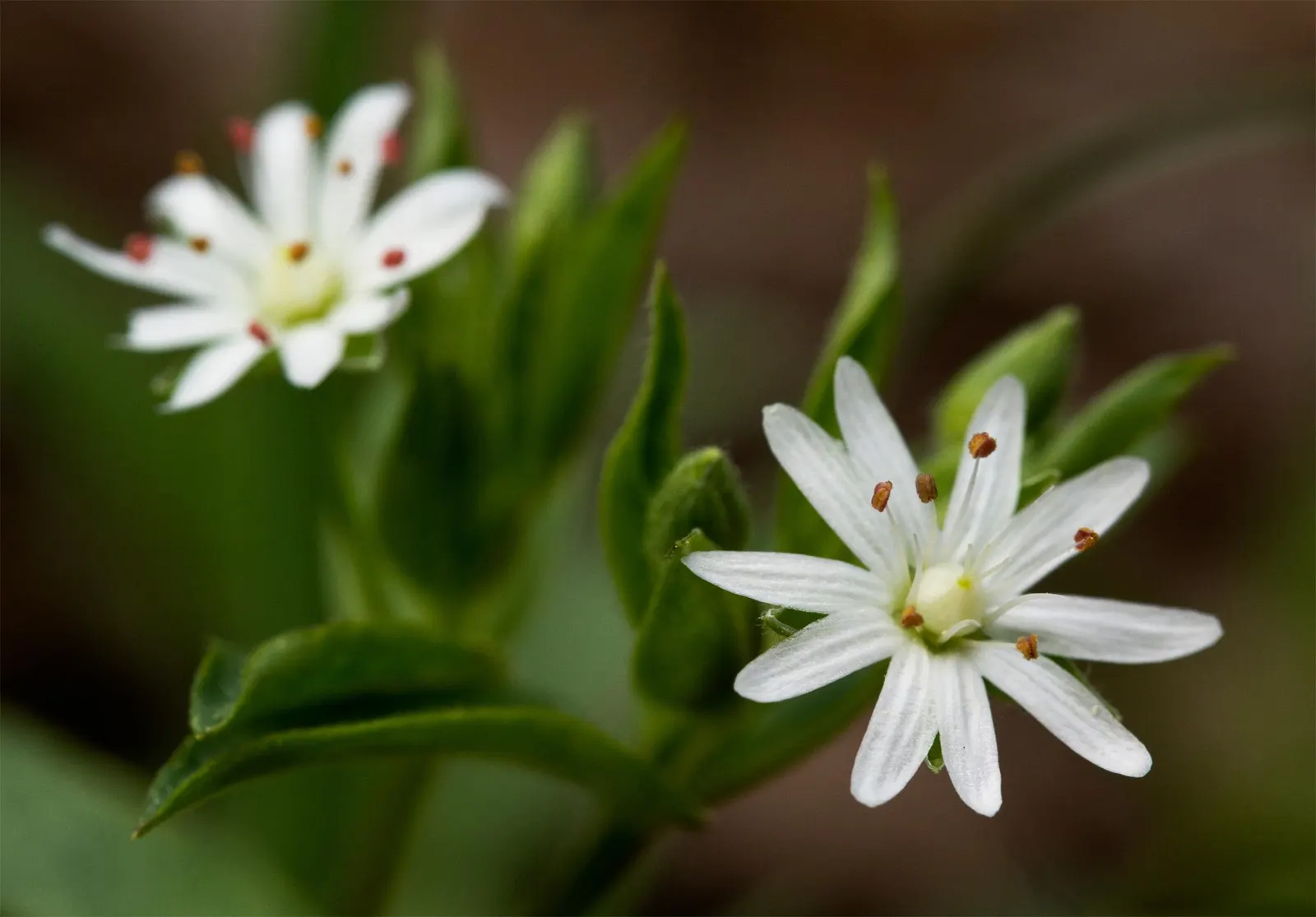 Star Chickweed (Stellaria Pubera) — a charming woodland perennial; perennial / wildflower for shade