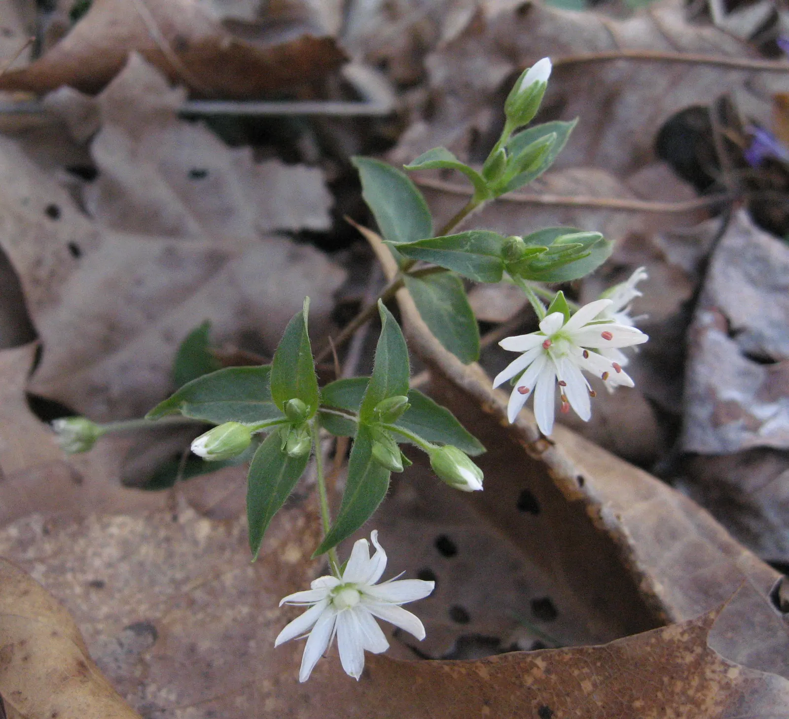 Star Chickweed (Stellaria Pubera) — white flowers in the garden