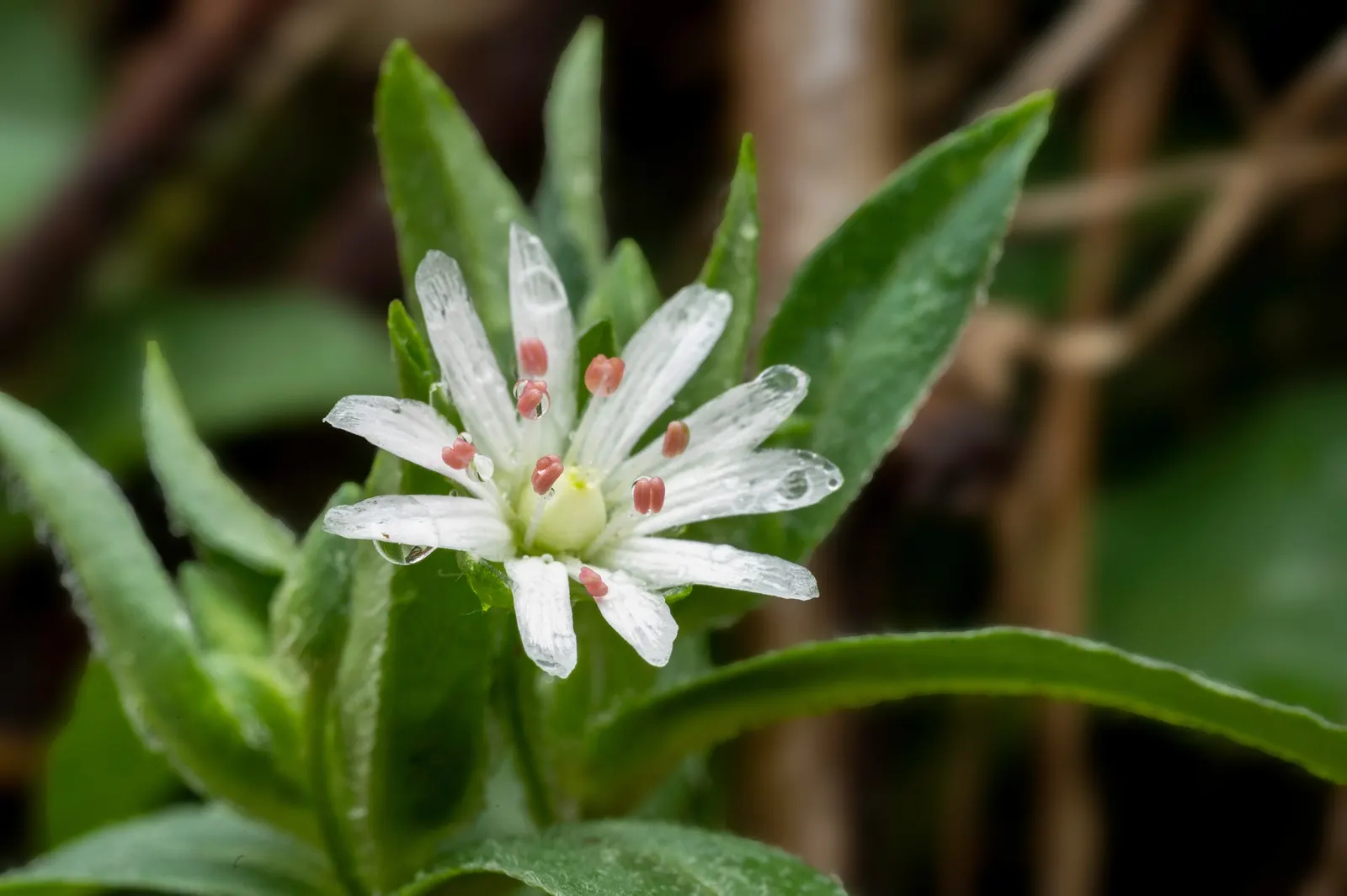 Star Chickweed (Stellaria Pubera) — a charming woodland perennial