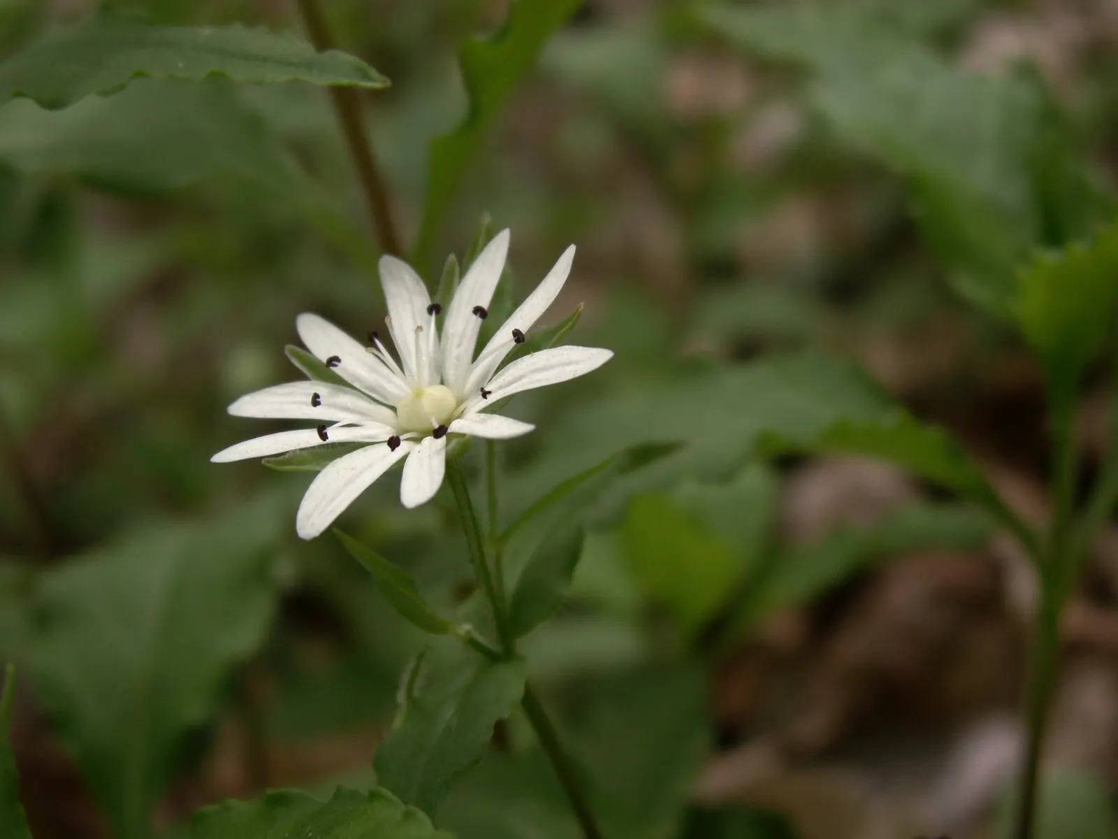 Star Chickweed (Stellaria Pubera) — perennial / wildflower with white blooms
