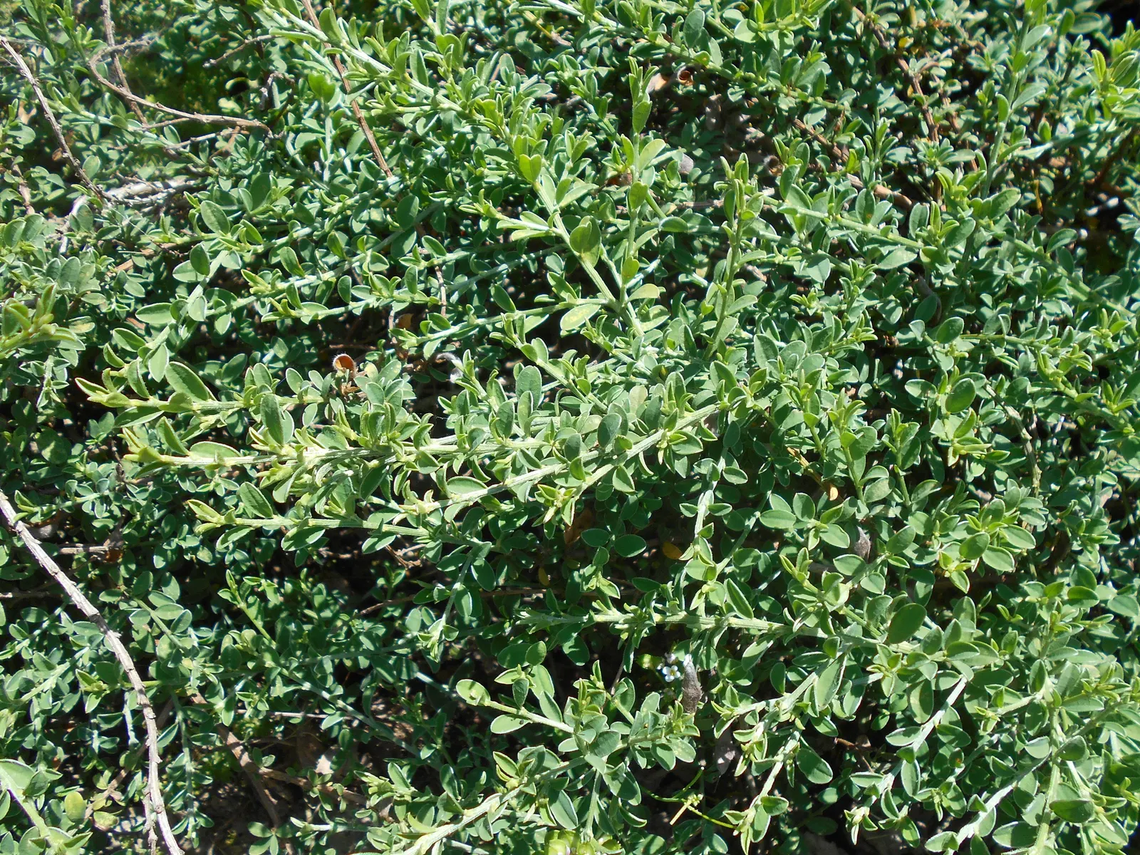 Silky Leaf Woodwaxen (Genista Pilosa) — This hardy plant thrives in well-drained soil, image 32