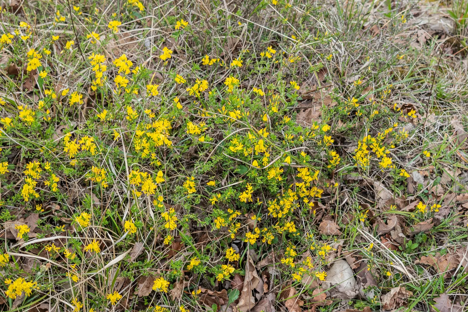 Silky Leaf Woodwaxen (Genista Pilosa) — ground cover / shrub with gold and yellow blooms