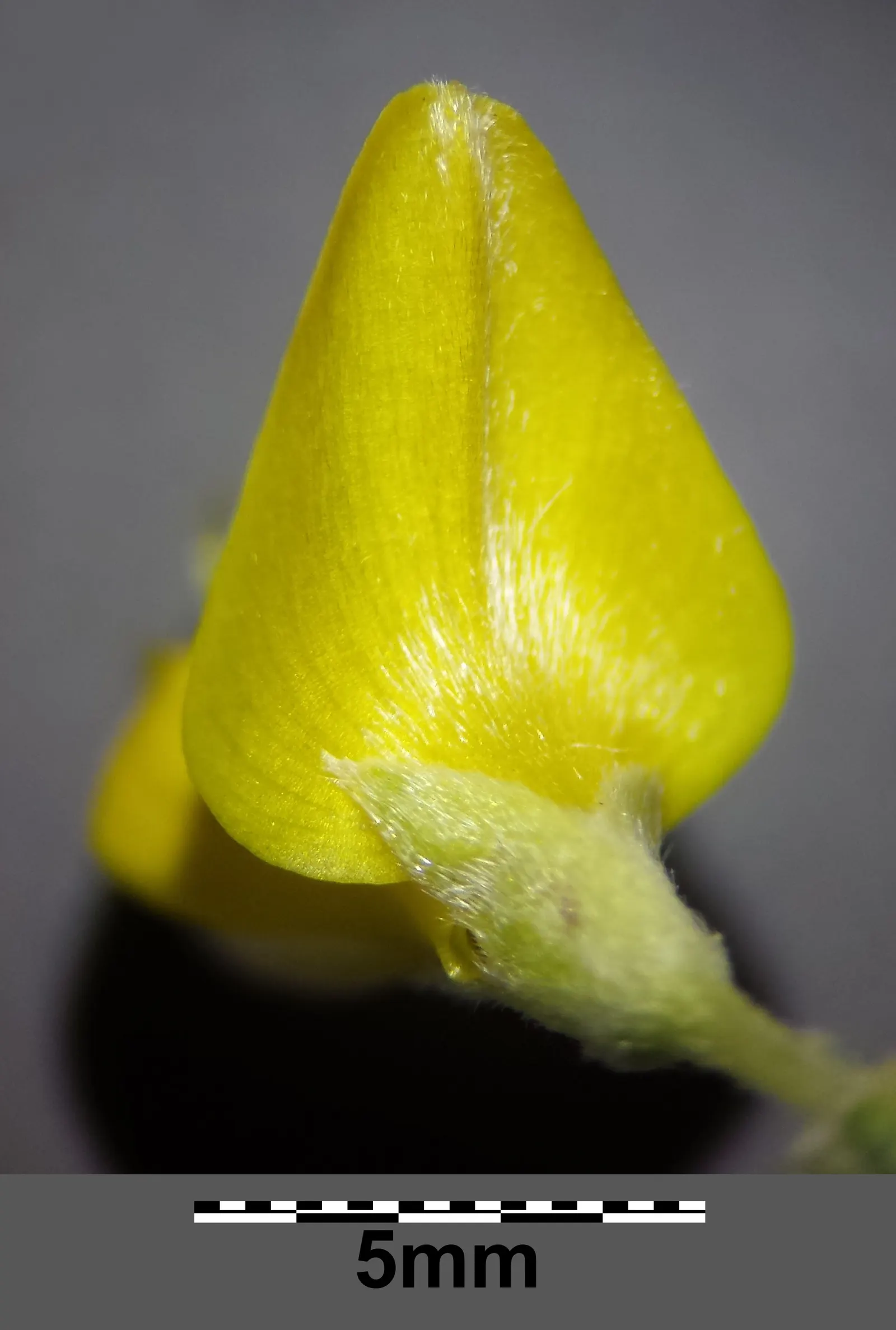 Silky Leaf Woodwaxen (Genista Pilosa) — Hardy in USDA zones 5 through 8, it can withstand temperatures down to -20&deg;F; deciduous shrub that offers a blend