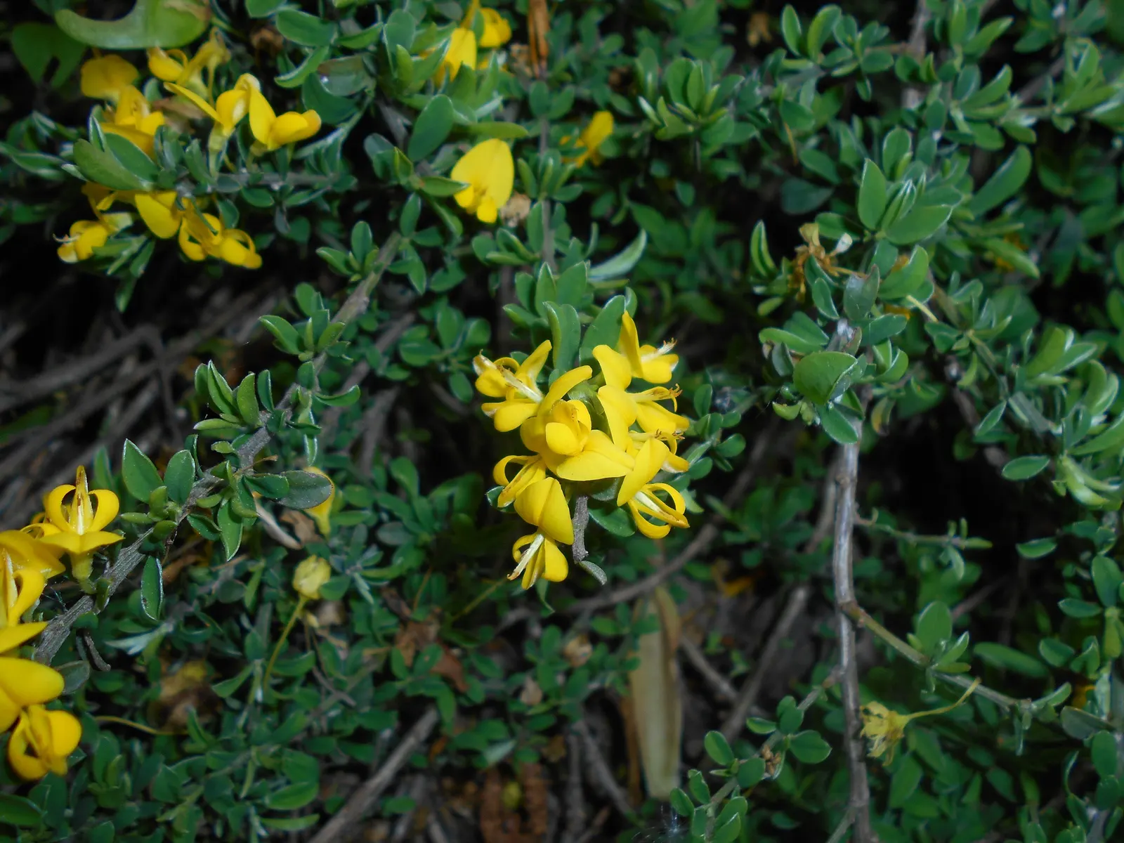 Silky Leaf Woodwaxen (Genista Pilosa) — gold and yellow flowers in the garden
