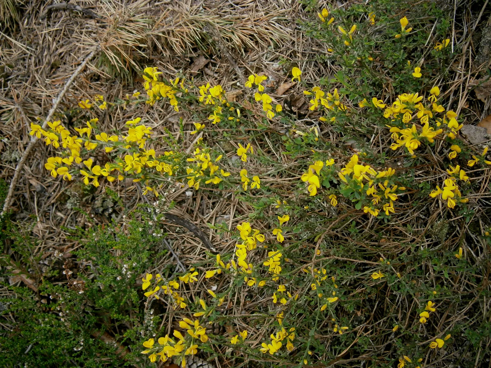 Silky Leaf Woodwaxen (Genista Pilosa) — Its growth habit is mounding and somewhat sprawling, image 41