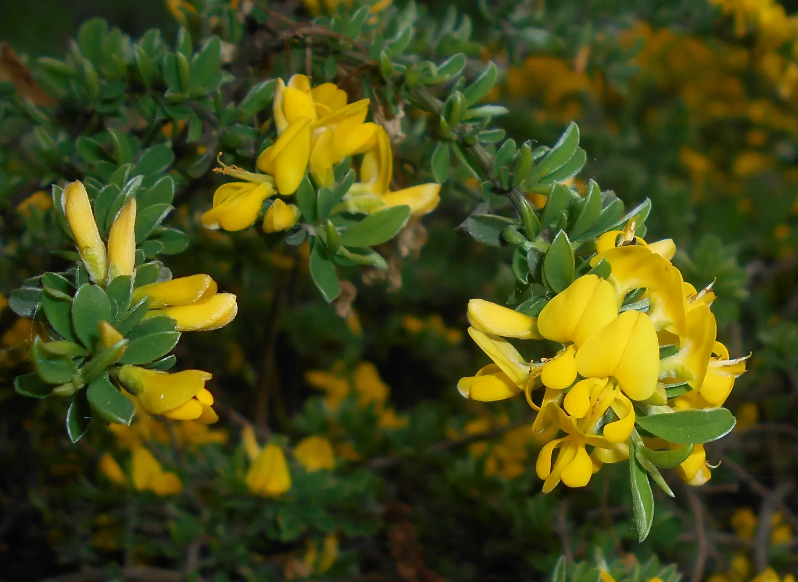 Silky Leaf Woodwaxen (Genista Pilosa) — Its growth habit is mounding and somewhat sprawling