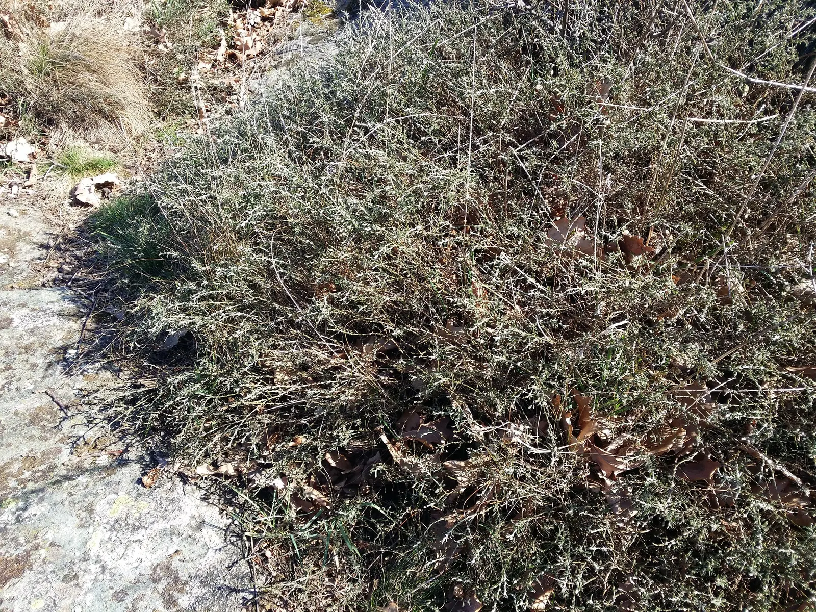 Silky Leaf Woodwaxen (Genista Pilosa) — with a spread of approximately 2 to 3 feet at full maturity