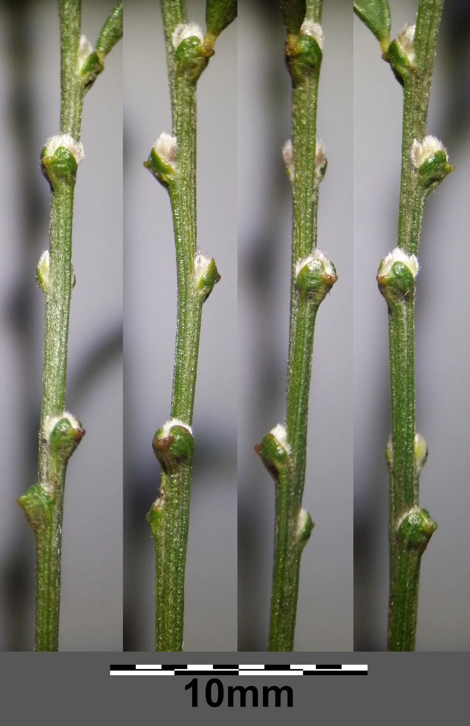 Silky Leaf Woodwaxen (Genista Pilosa) — providing excellent erosion control; shows remarkable drought tolerance