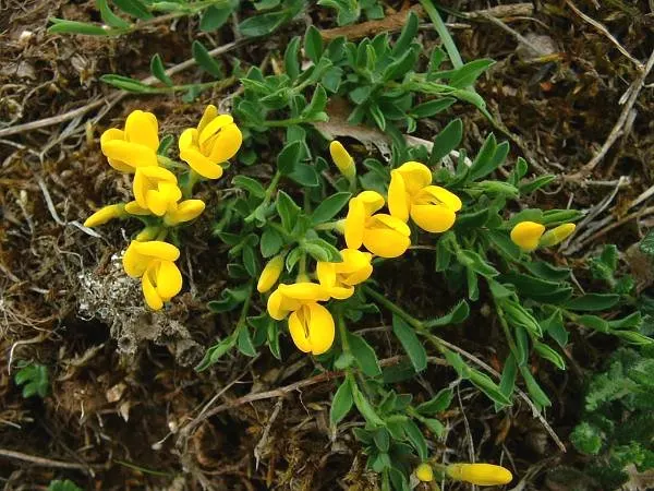 Silky Leaf Woodwaxen (Genista Pilosa) — ground cover / shrub for full