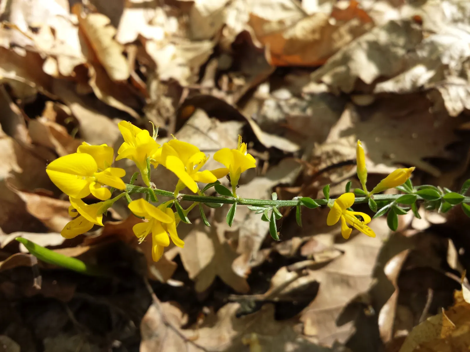 Silky Leaf Woodwaxen (Genista Pilosa) — arching branches are covered with silky; eye-catching blaze.<br><br>This Woodwaxen thrives in full sun but can also