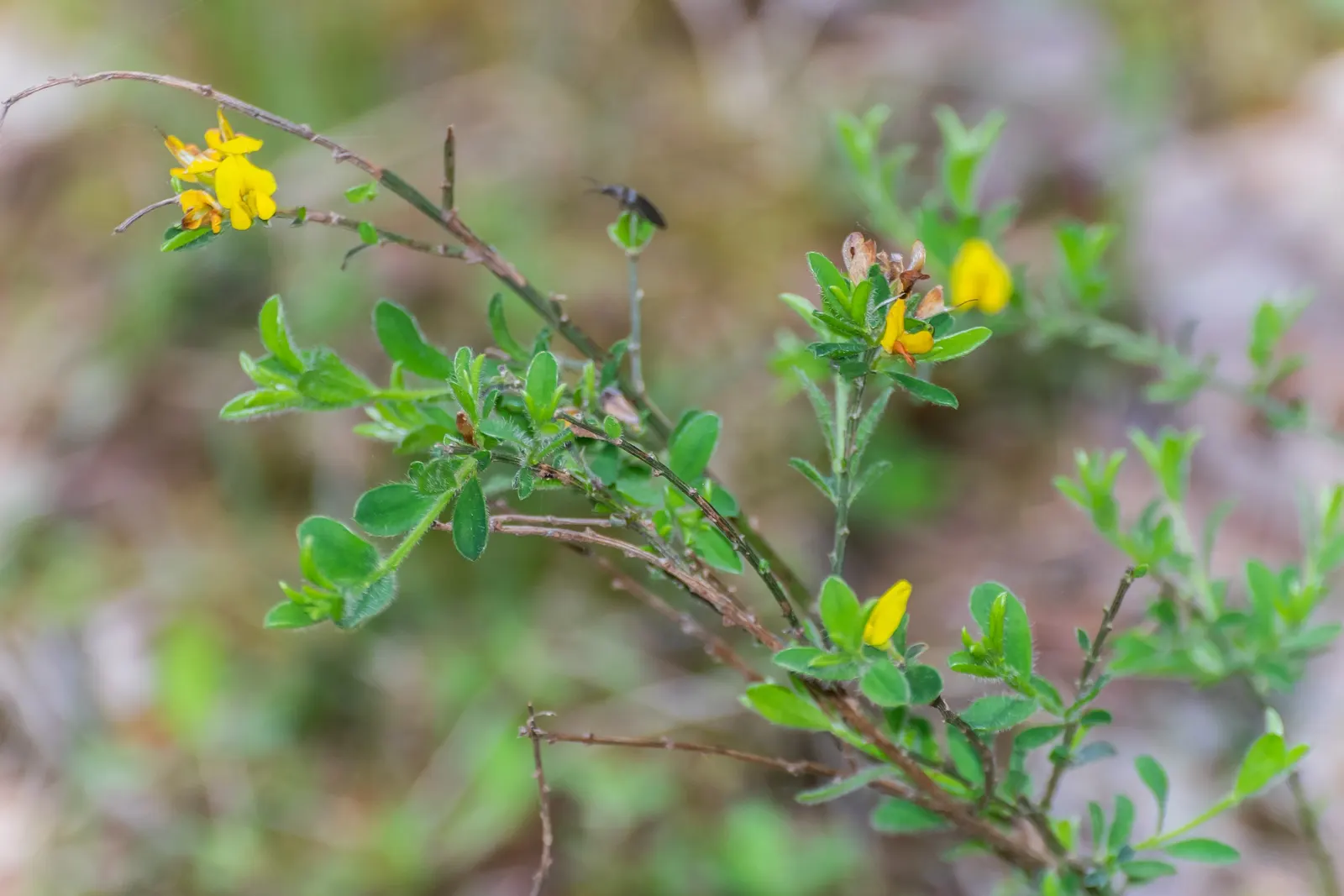 Silky Leaf Woodwaxen (Genista Pilosa) — Hardy in USDA zones 5 through 8, it can withstand temperatures down to -20&deg;F