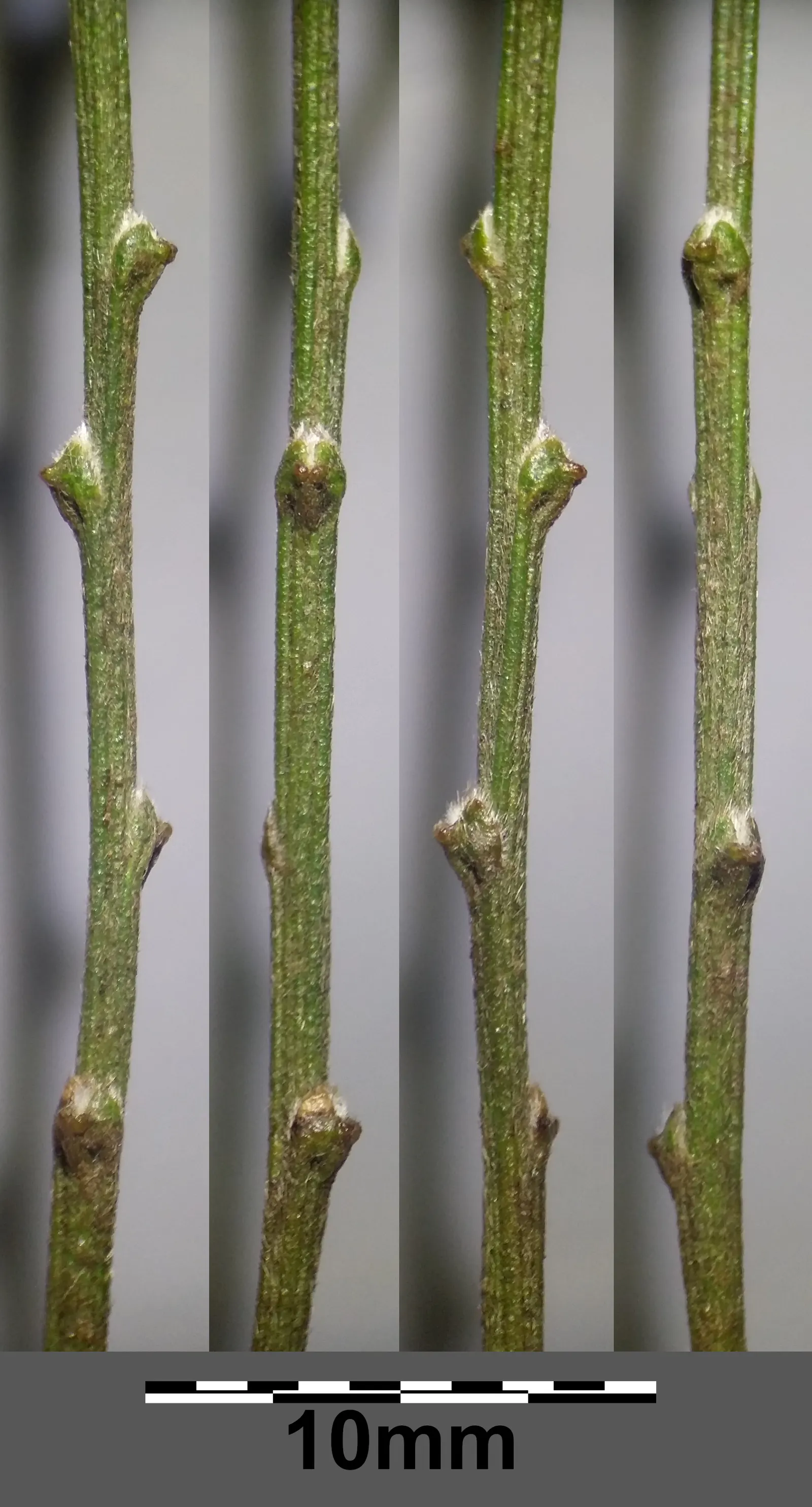 Silky Leaf Woodwaxen (Genista Pilosa) — shows remarkable drought tolerance; requiring no more than an occasional pruning to maintain shape and promote denser