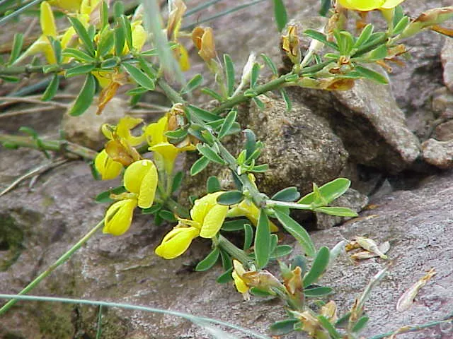 Silky Leaf Woodwaxen (Genista Pilosa) — arching branches are covered with silky