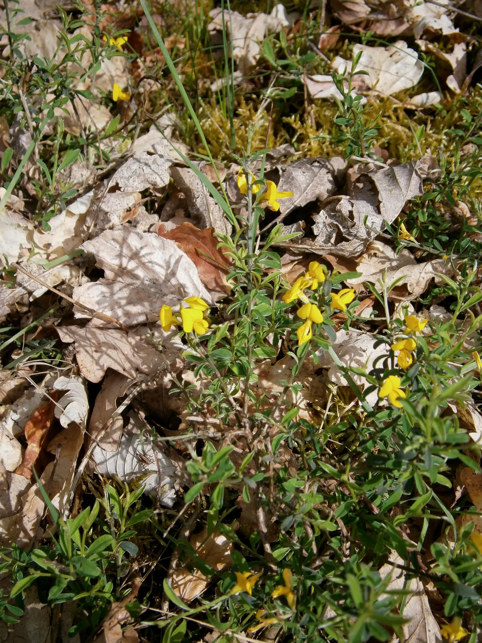 Silky Leaf Woodwaxen (Genista Pilosa) — Genista pilosa is sure to be a client\'s delight in any garden setting