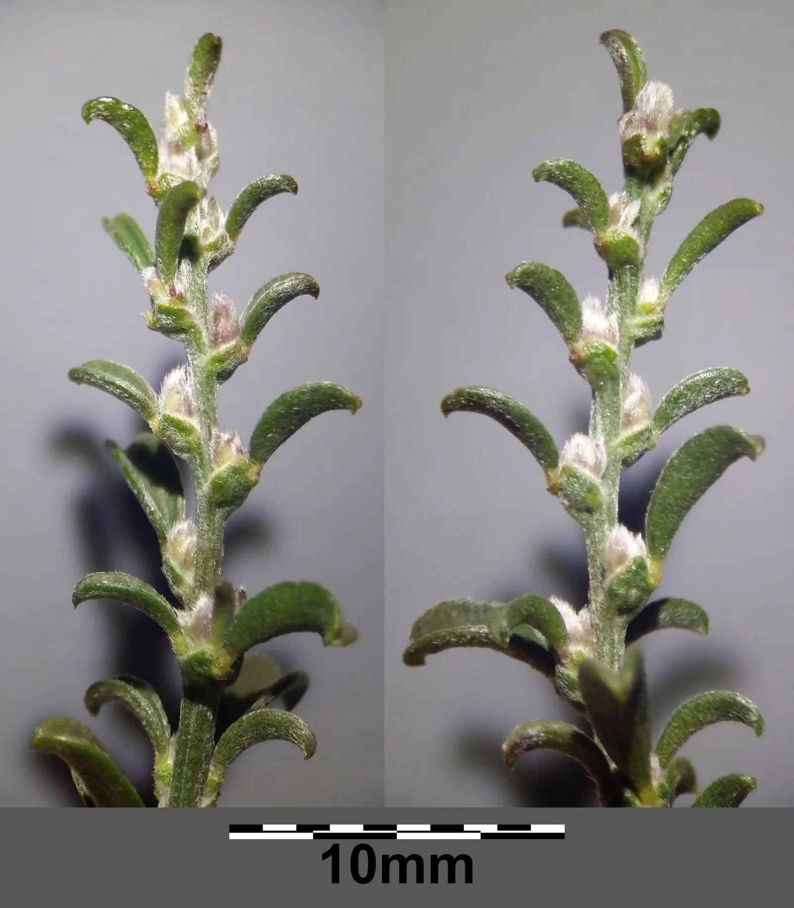 Silky Leaf Woodwaxen (Genista Pilosa) — with a spread of approximately 2 to 3 feet at full maturity; providing excellent erosion control