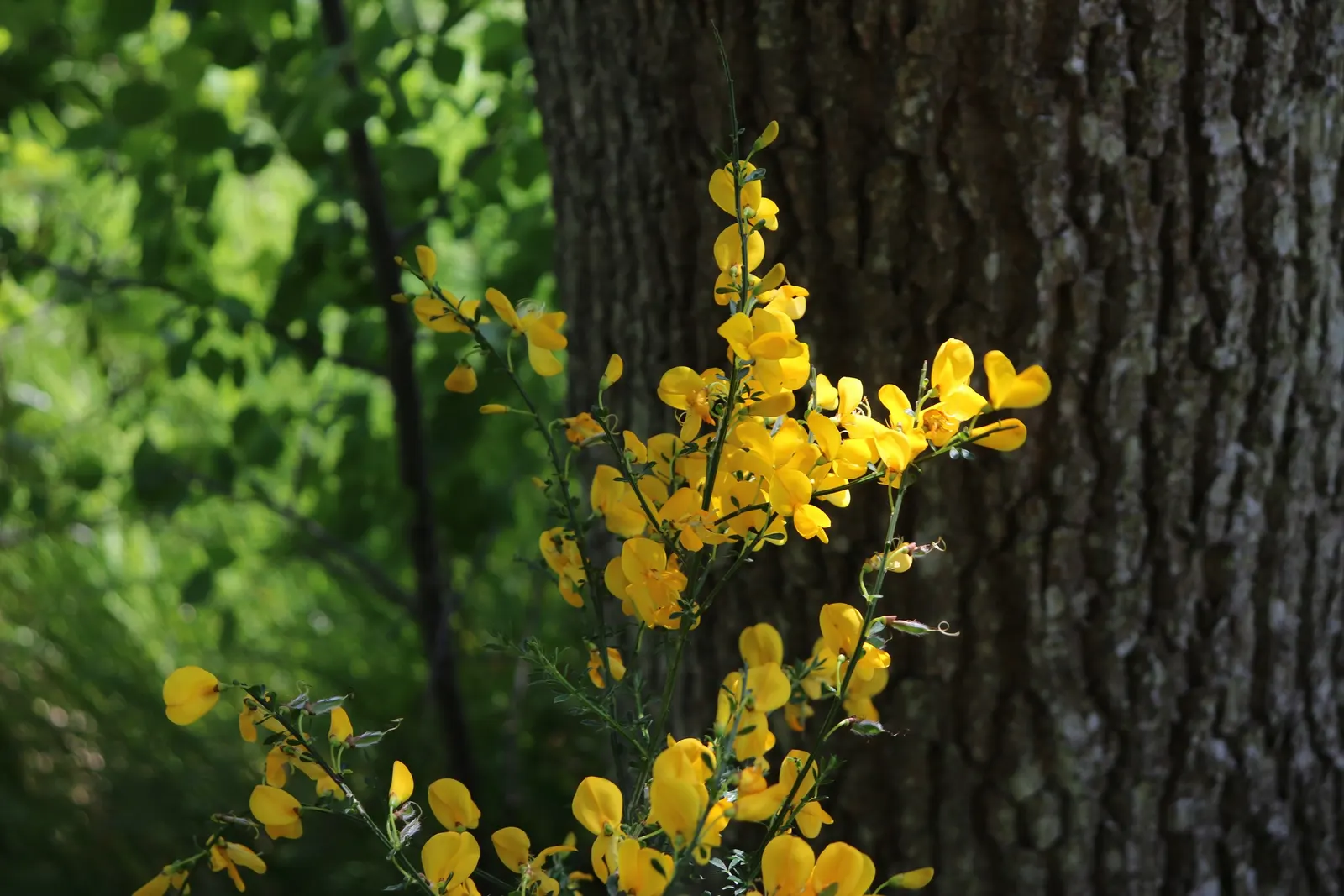 Silky Leaf Woodwaxen (Genista Pilosa) — Genista pilosa is sure to be a client\'s delight in any garden setting; arching branches are covered with silky