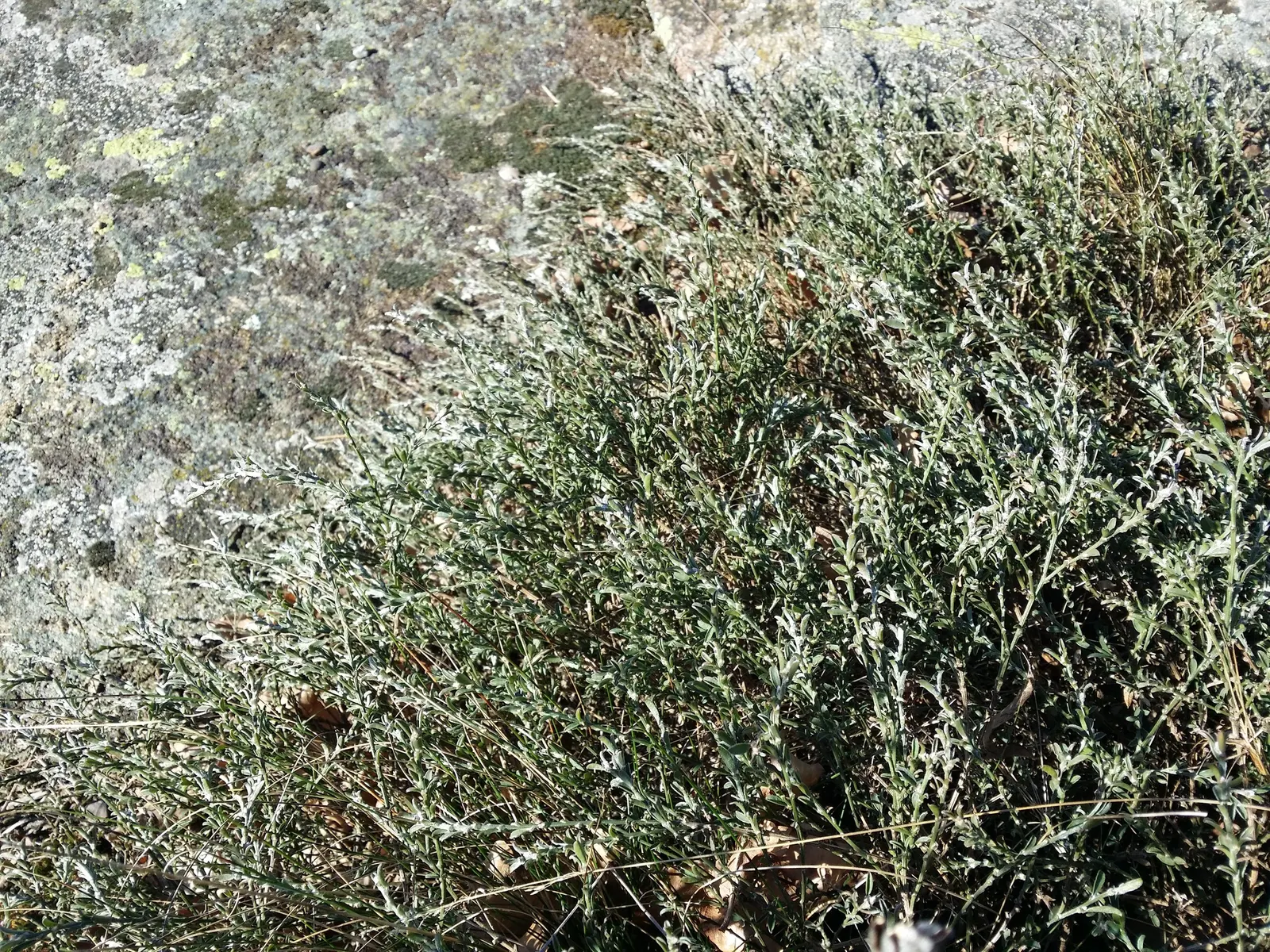 Silky Leaf Woodwaxen (Genista Pilosa) — each roughly 0.5 inches across