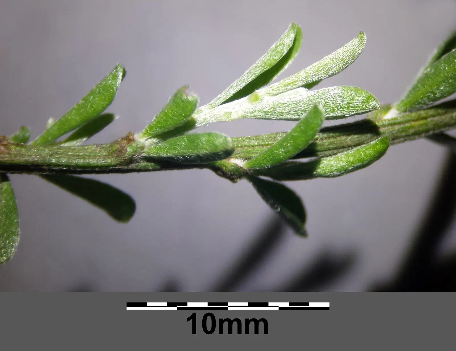 Silky Leaf Woodwaxen (Genista Pilosa) — providing excellent erosion control