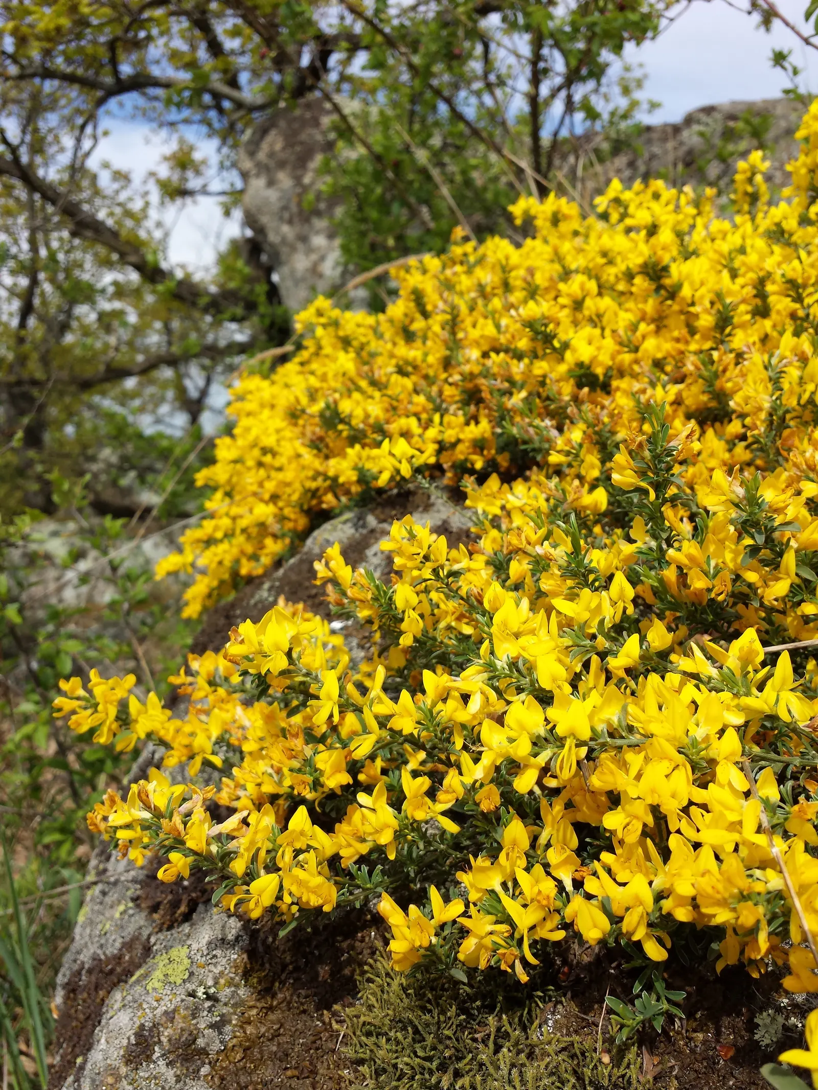Silky Leaf Woodwaxen (Genista Pilosa) — scientifically named Genista pilosa