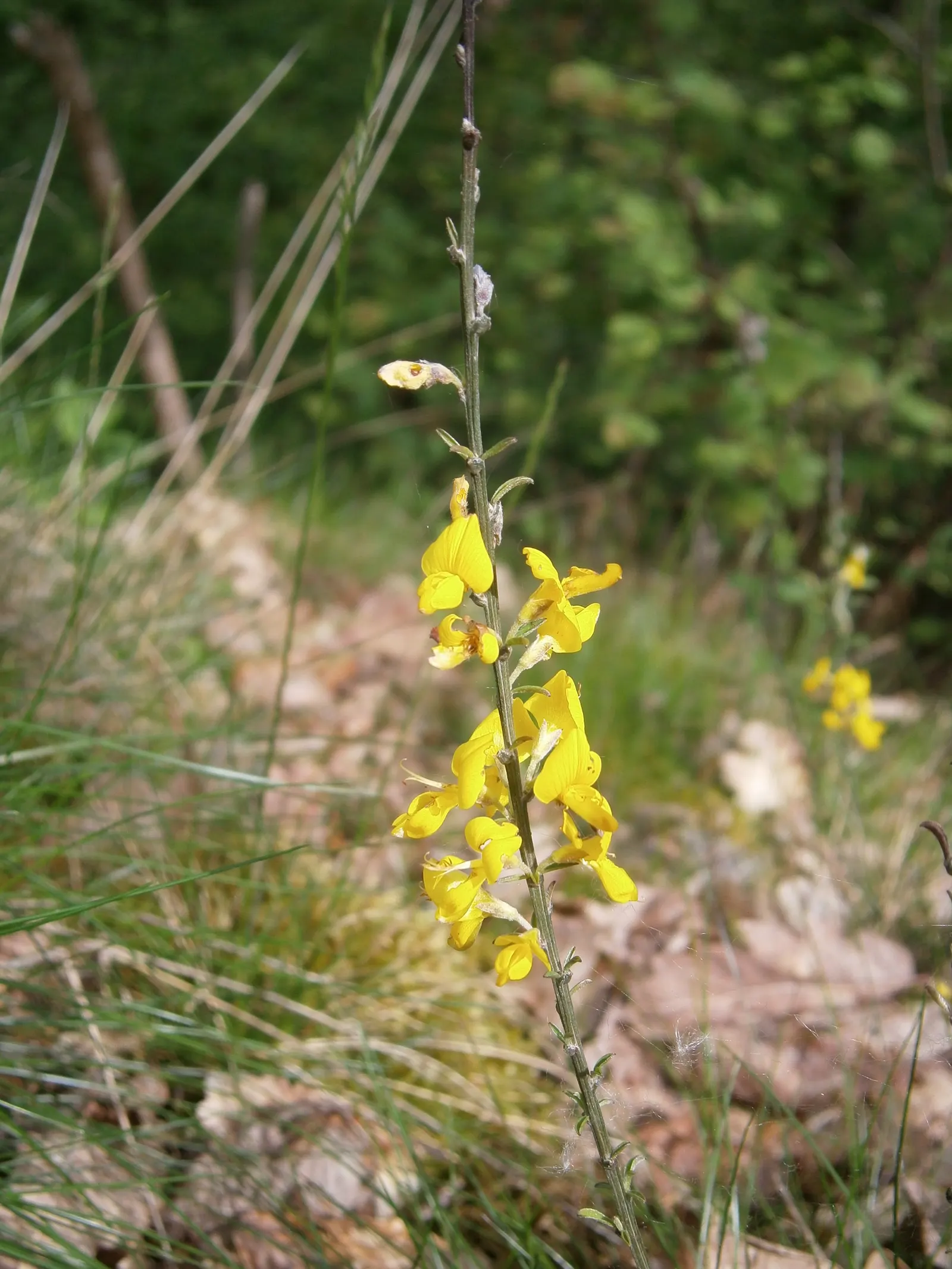 Silky Leaf Woodwaxen (Genista Pilosa) — scientifically named Genista pilosa; ground cover / shrub with gold and yellow blooms