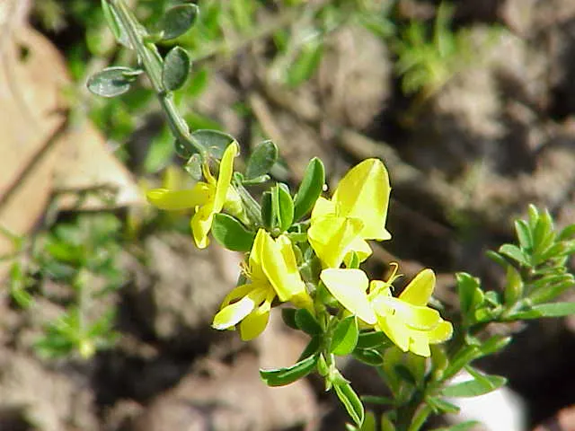 Silky Leaf Woodwaxen (Genista Pilosa) — making it a wise choice for water-conserving landscapes