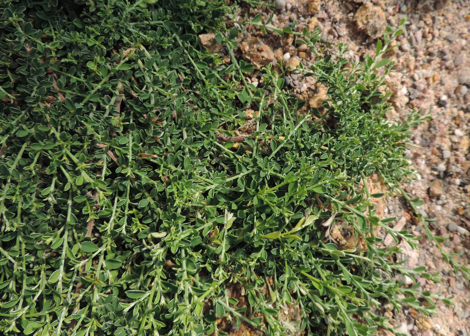 Silky Leaf Woodwaxen (Genista Pilosa) — deciduous shrub that offers a blend of ornamental beauty and resilient hardiness