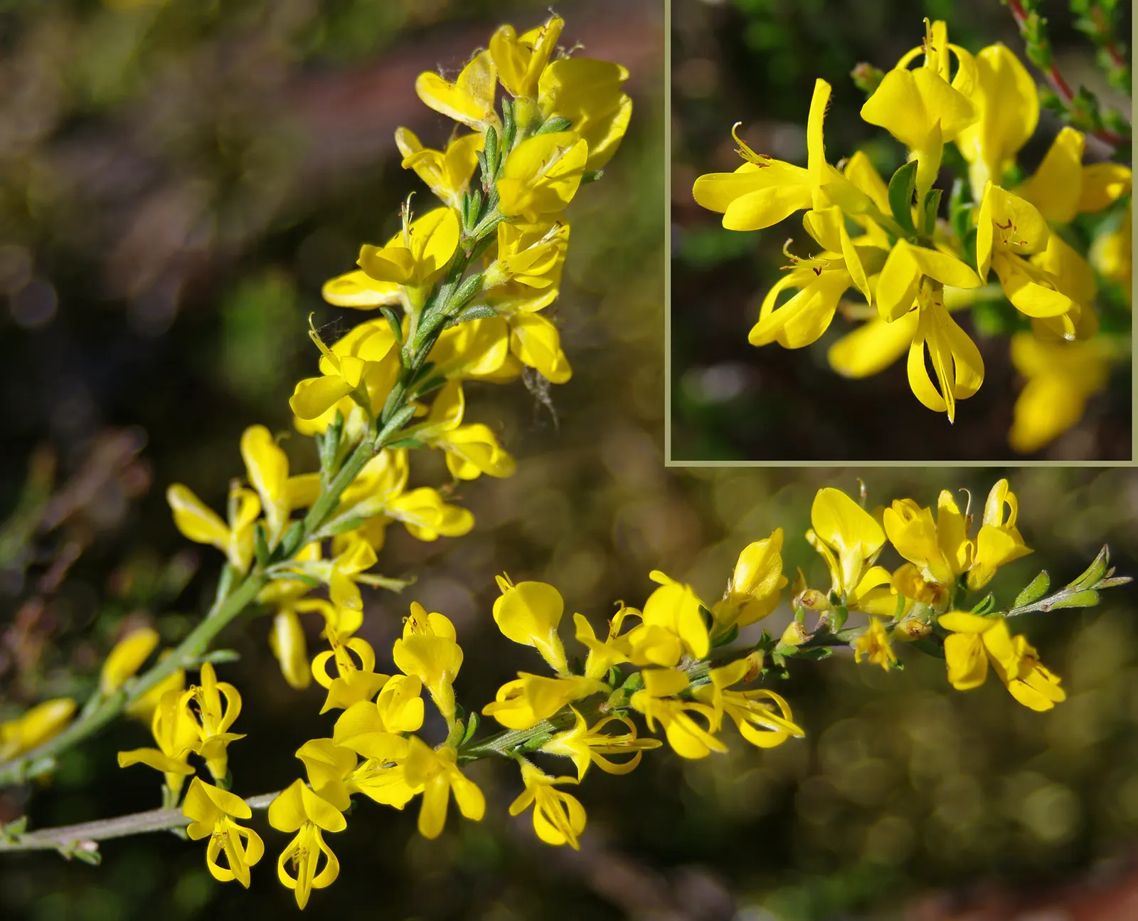 Silky Leaf Woodwaxen (Genista Pilosa) — silvery-green leaves and bright yellow pea-like flowers in late spring; gold and yellow flowers in the garden