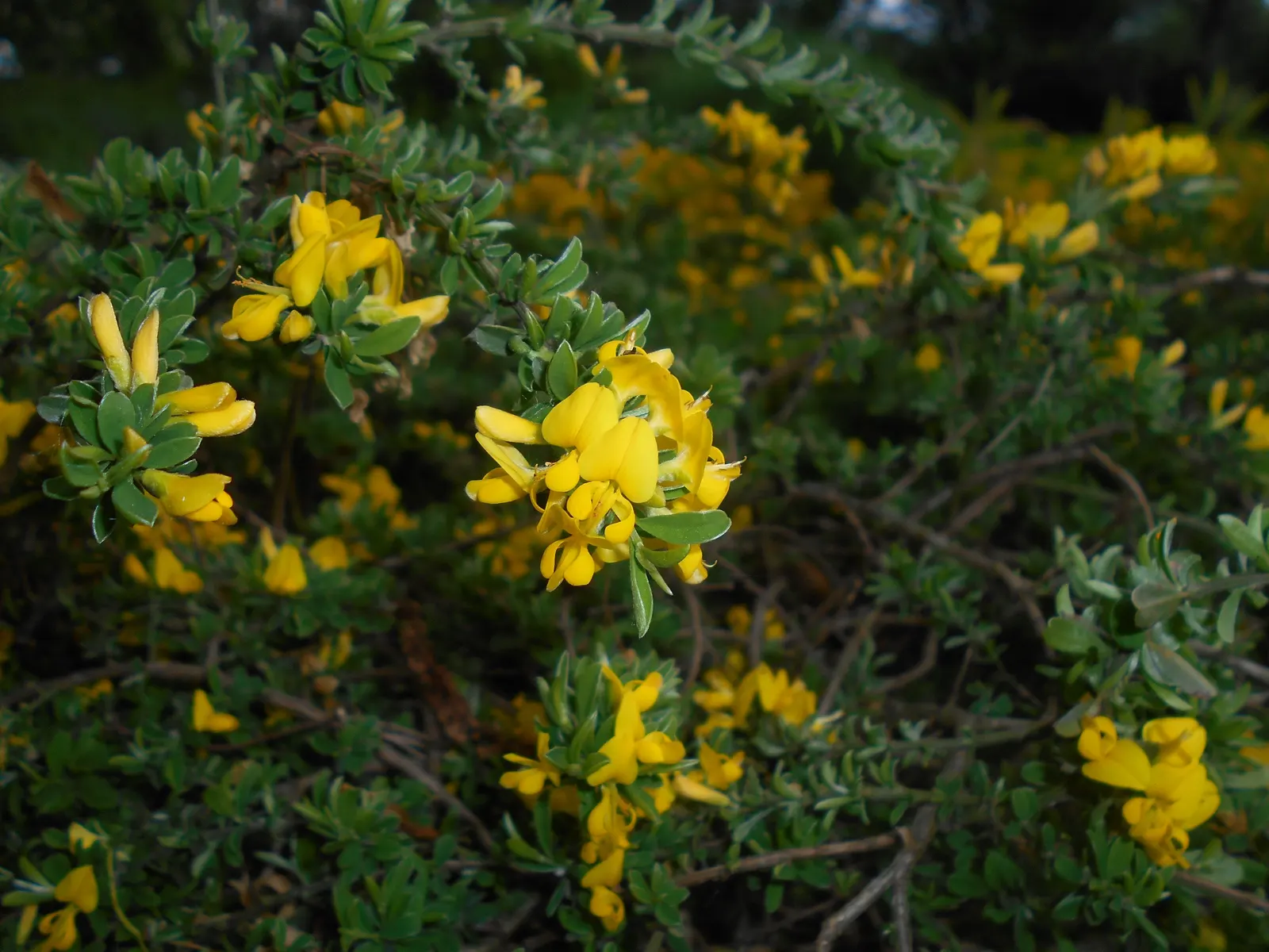 Silky Leaf Woodwaxen (Genista Pilosa) — evergreen shrub reaching up to 2 feet in height with a spread of 3 feet