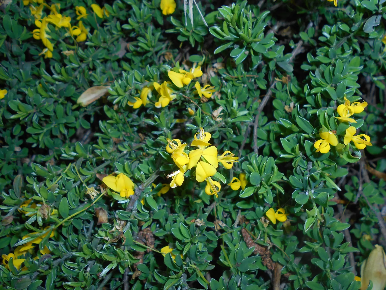 Silky Leaf Woodwaxen (Genista Pilosa) — silky texture and a rich green color