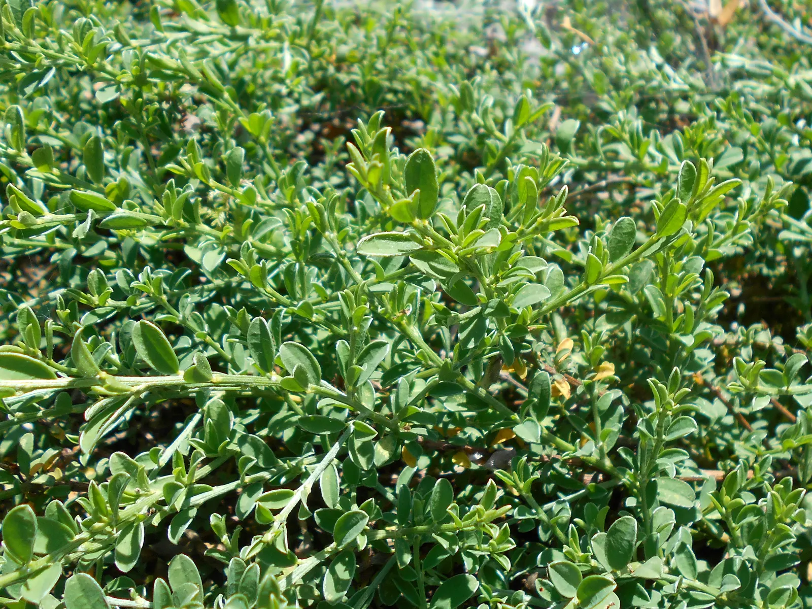 Silky Leaf Woodwaxen (Genista Pilosa) — each roughly 0.5 inches across; scientifically named Genista pilosa