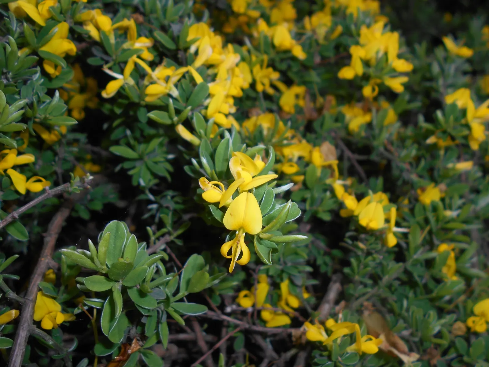 Silky Leaf Woodwaxen (Genista Pilosa) — silky texture and a rich green color; hardy in USDA zones 5 through 8, it can withstand temperatures down to -20&deg;F