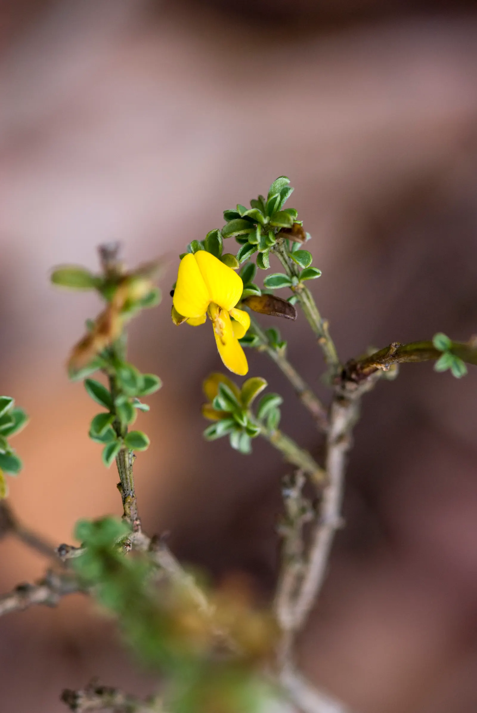 Silky Leaf Woodwaxen (Genista Pilosa) — This hardy plant thrives in well-drained soil