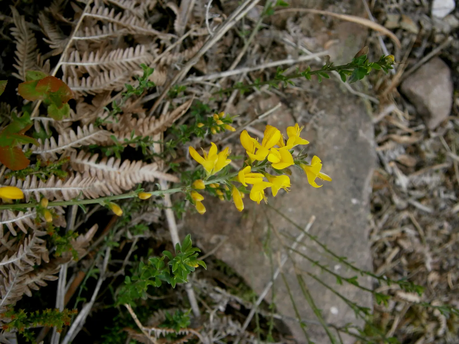 Silky Leaf Woodwaxen (Genista Pilosa) — deciduous shrub that offers a blend of ornamental beauty and resilient hardiness; and is ideal for ground cover