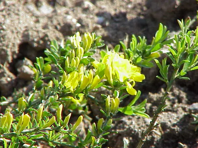 Silky Leaf Woodwaxen (Genista Pilosa) — Spring brings an abundant display of bright yellow flowers