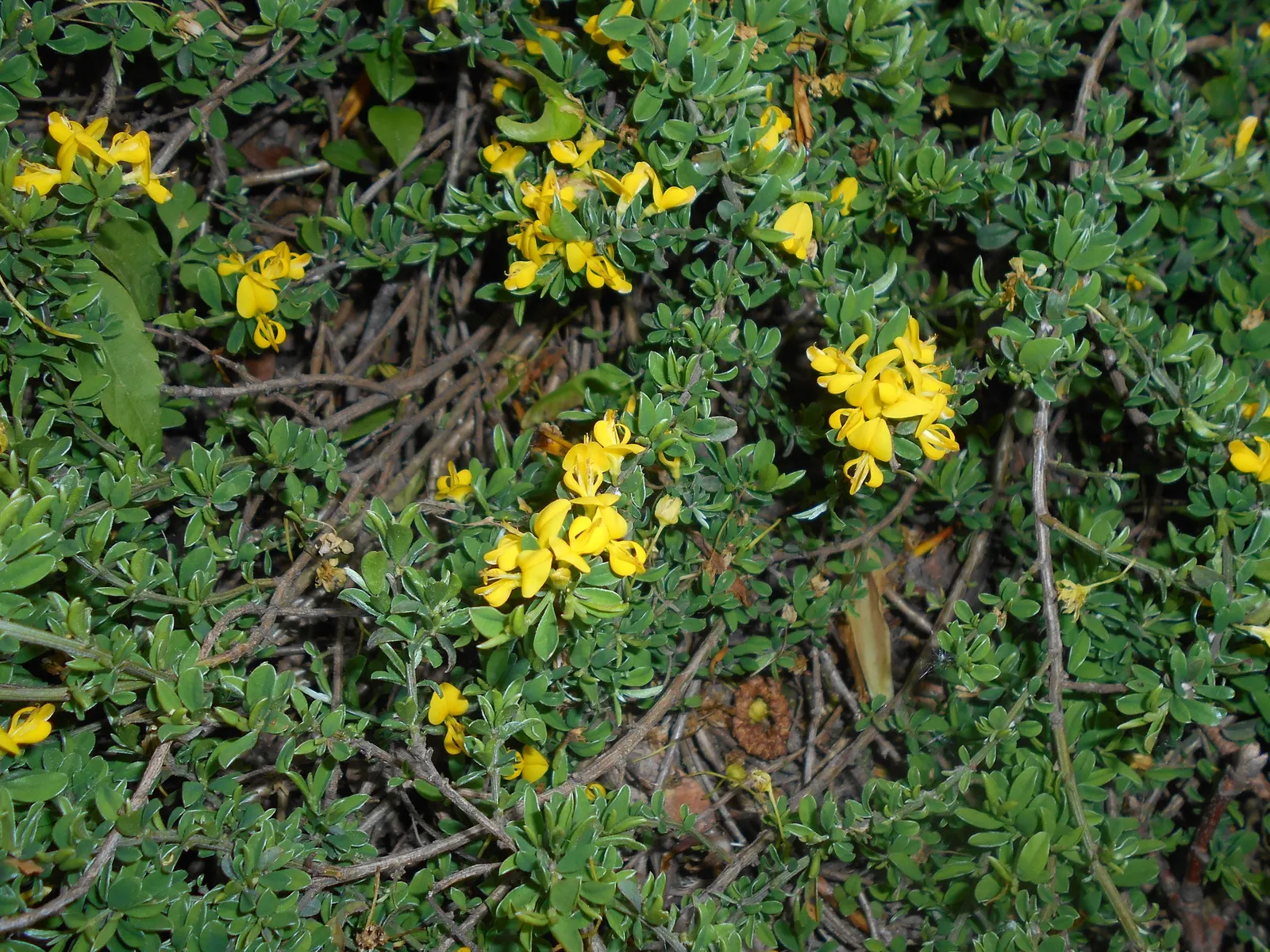 Silky Leaf Woodwaxen (Genista Pilosa) — making it a wise choice for water-conserving landscapes; evergreen shrub reaching up to 2 feet in height with a spread