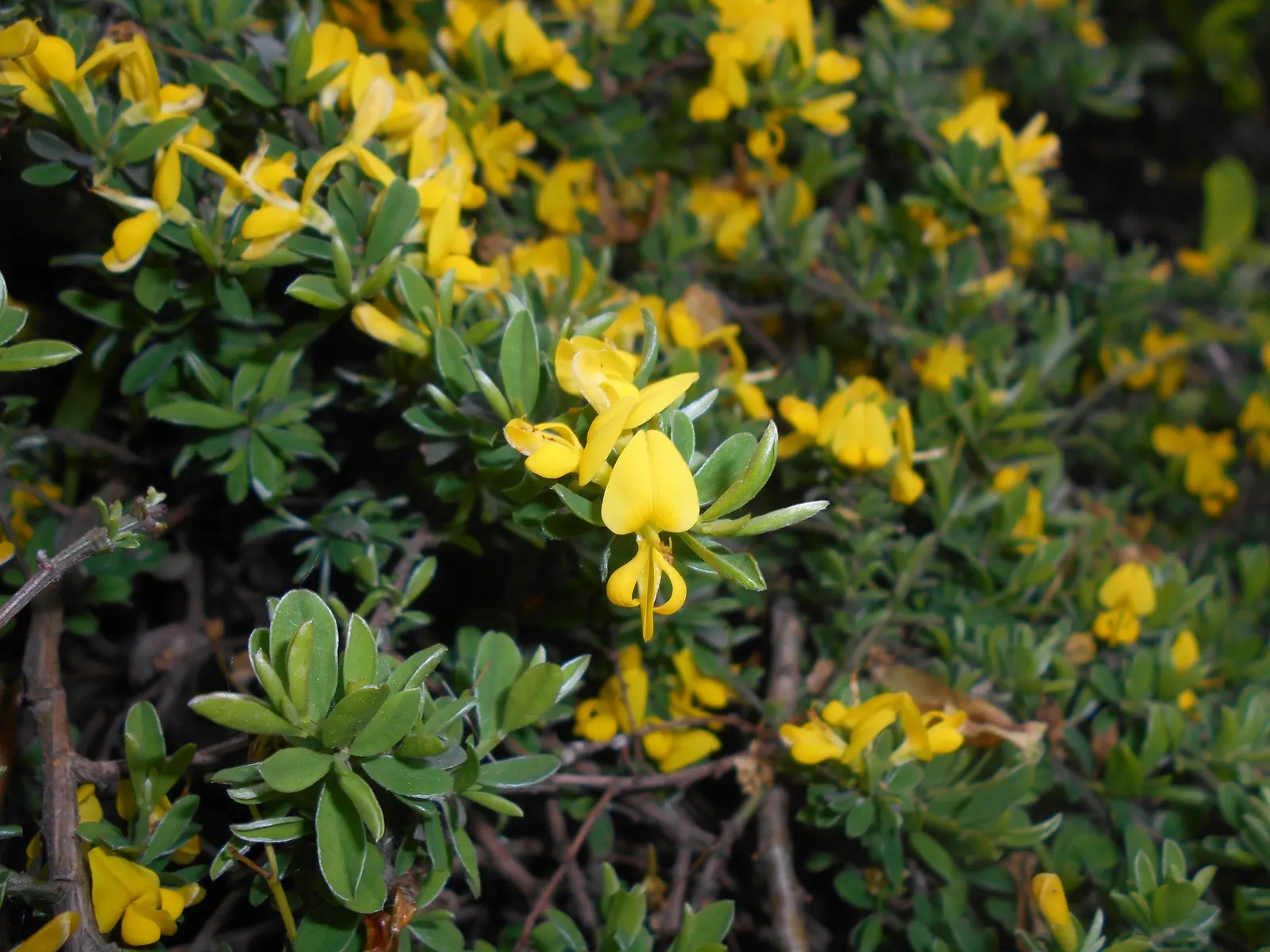 Silky Leaf Woodwaxen (Genista Pilosa) — making it an ideal addition to a variety of landscape designs; with a spread of approximately 2 to 3 feet at full