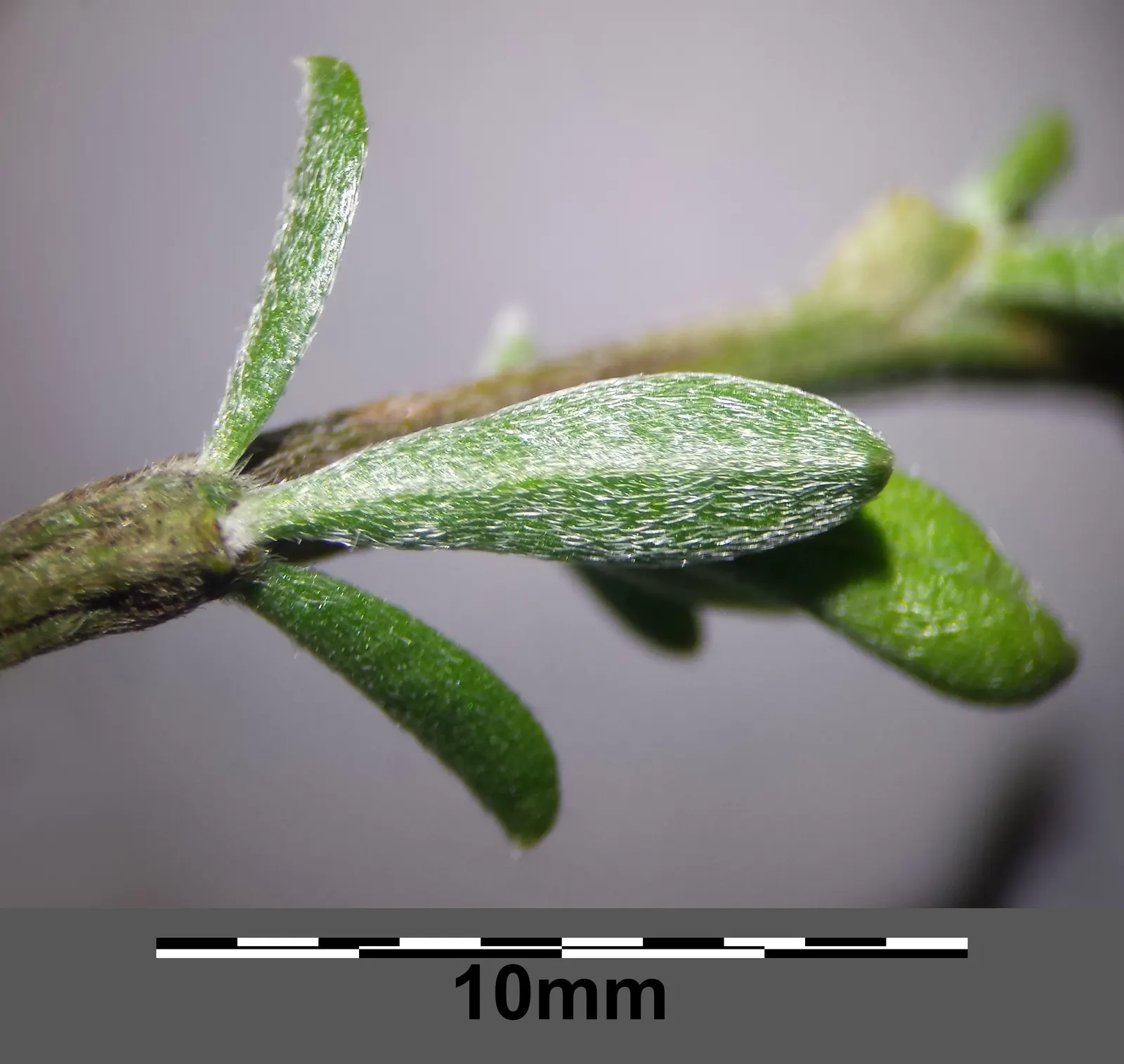 Silky Leaf Woodwaxen (Genista Pilosa) — With its low maintenance needs and stunning seasonal interest, image 50