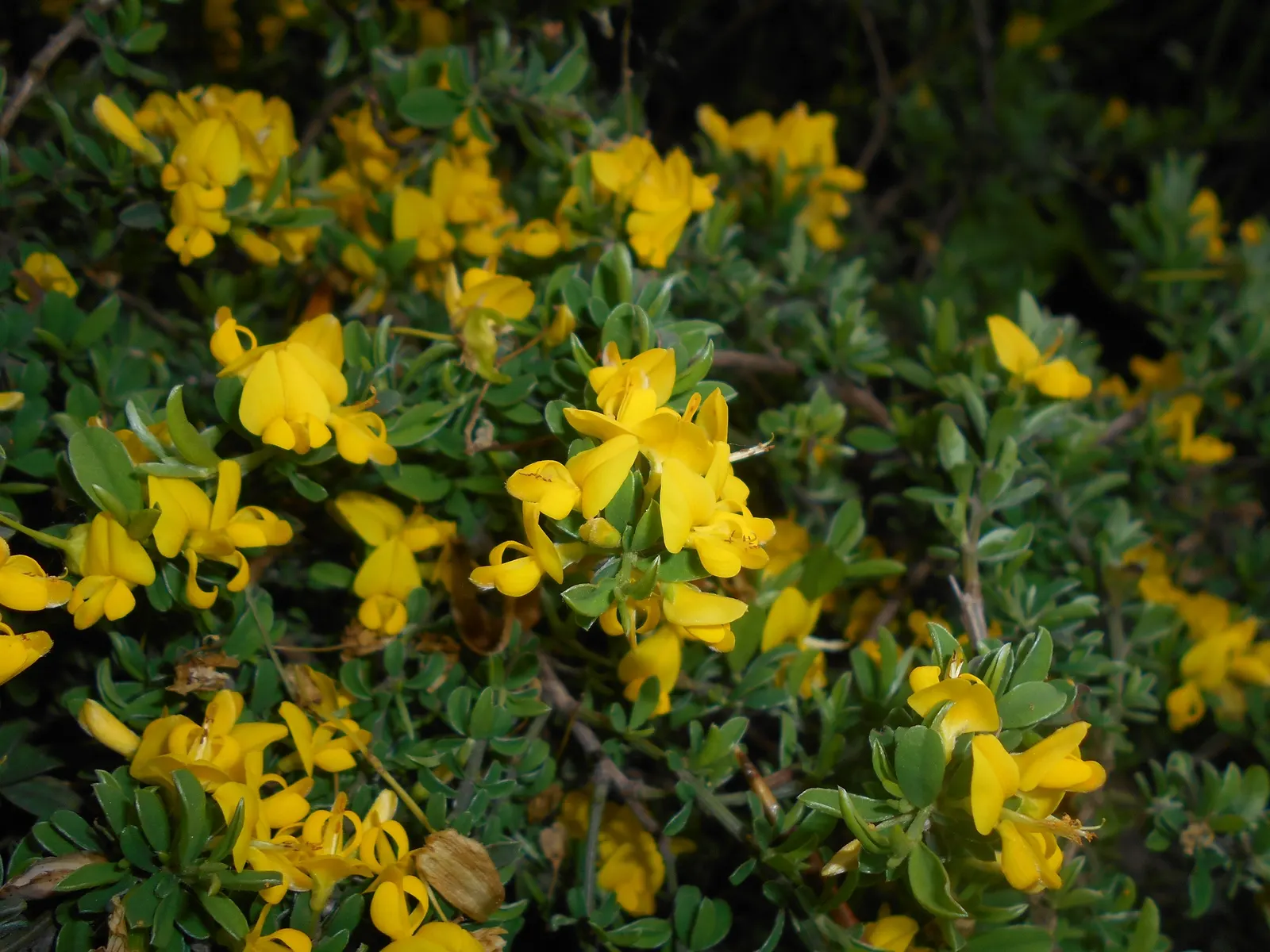 Silky Leaf Woodwaxen (Genista Pilosa) — and is ideal for ground cover; this charming plant typically reaches a height of 1 to 1.5 feet