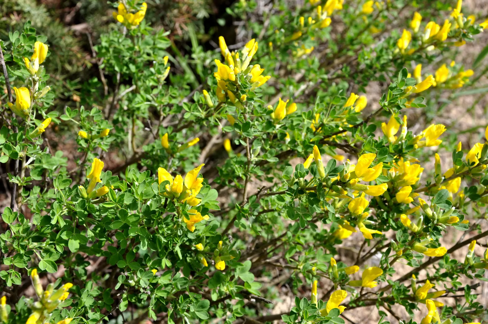Silky Leaf Woodwaxen (Genista Pilosa) — silvery-green leaves and bright yellow pea-like flowers in late spring
