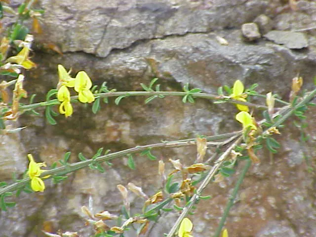 Silky Leaf Woodwaxen (Genista Pilosa) — requiring no more than an occasional pruning to maintain shape and promote denser growth