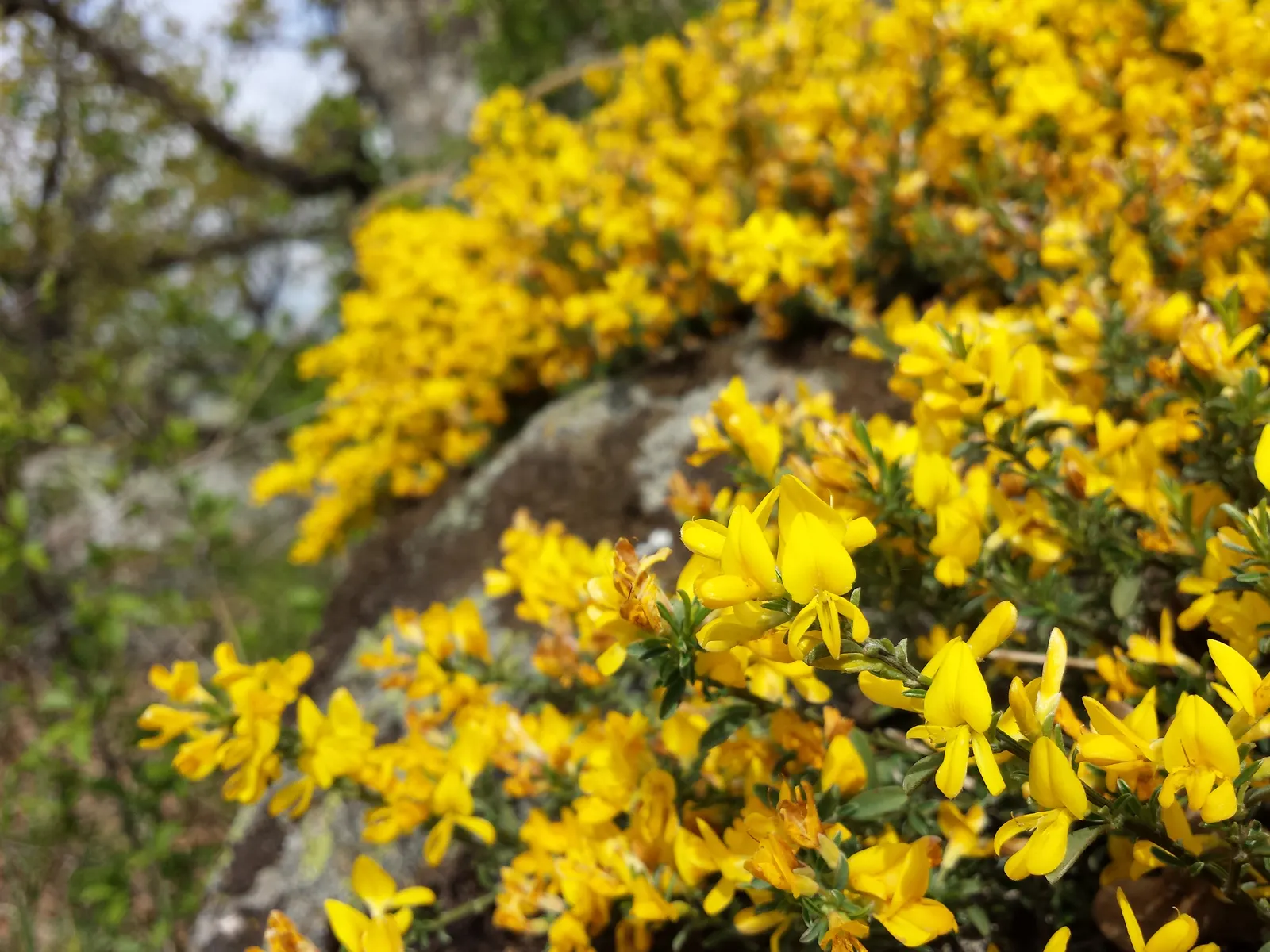 Silky Leaf Woodwaxen (Genista Pilosa) — requiring no more than an occasional pruning to maintain shape and promote denser growth; spring brings an abundant