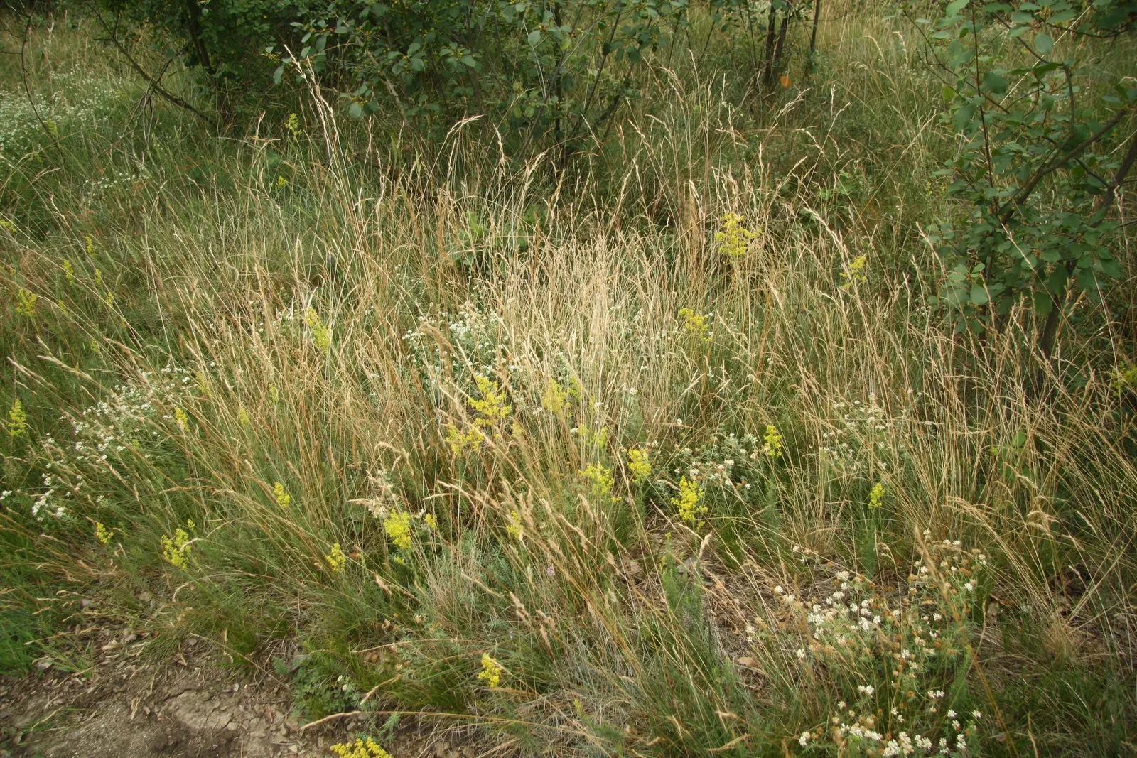Silky Leaf Woodwaxen (Genista Pilosa) — Native to the European continent