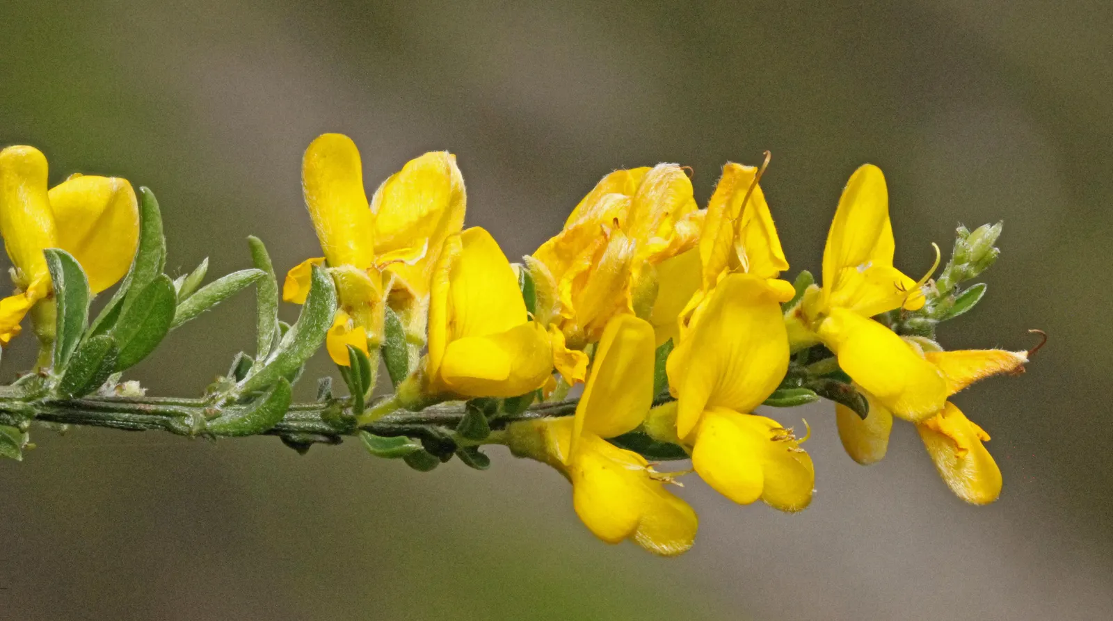 Silky Leaf Woodwaxen (Genista Pilosa) — The Silky Leaf Woodwaxen (Genista pilosa) is a low-growing