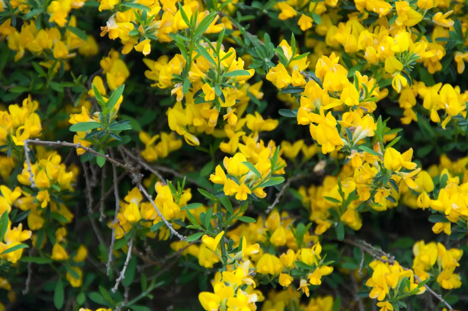Silky Leaf Woodwaxen (Genista Pilosa) — shows remarkable drought tolerance