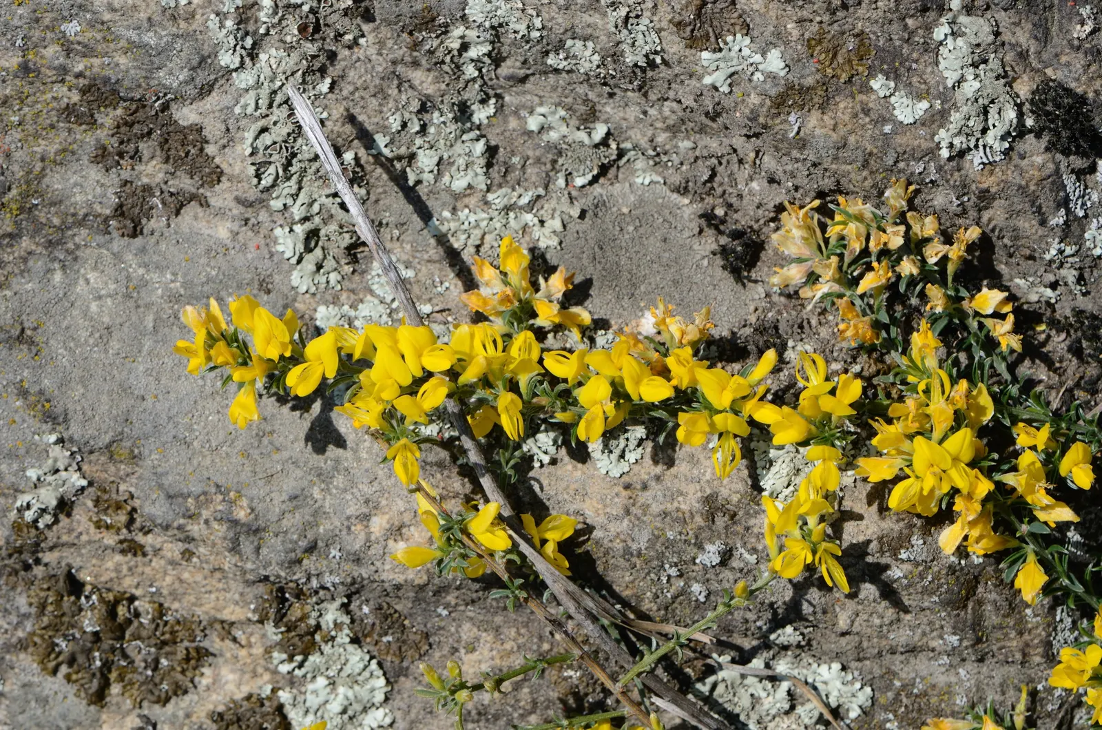 Silky Leaf Woodwaxen (Genista Pilosa) — making it an ideal addition to a variety of landscape designs