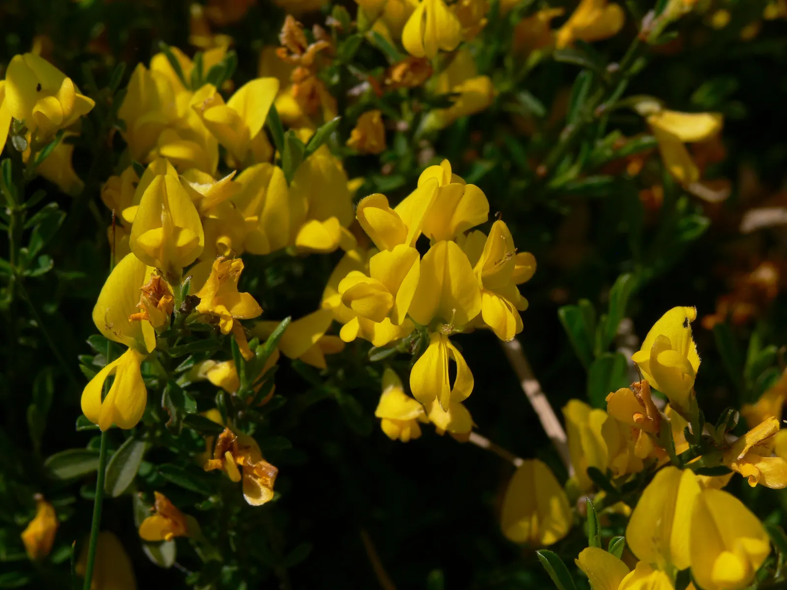 Silky Leaf Woodwaxen (Genista Pilosa) — eye-catching blaze.<br><br>This Woodwaxen thrives in full sun but can also tolerate partial shade; silky texture and a