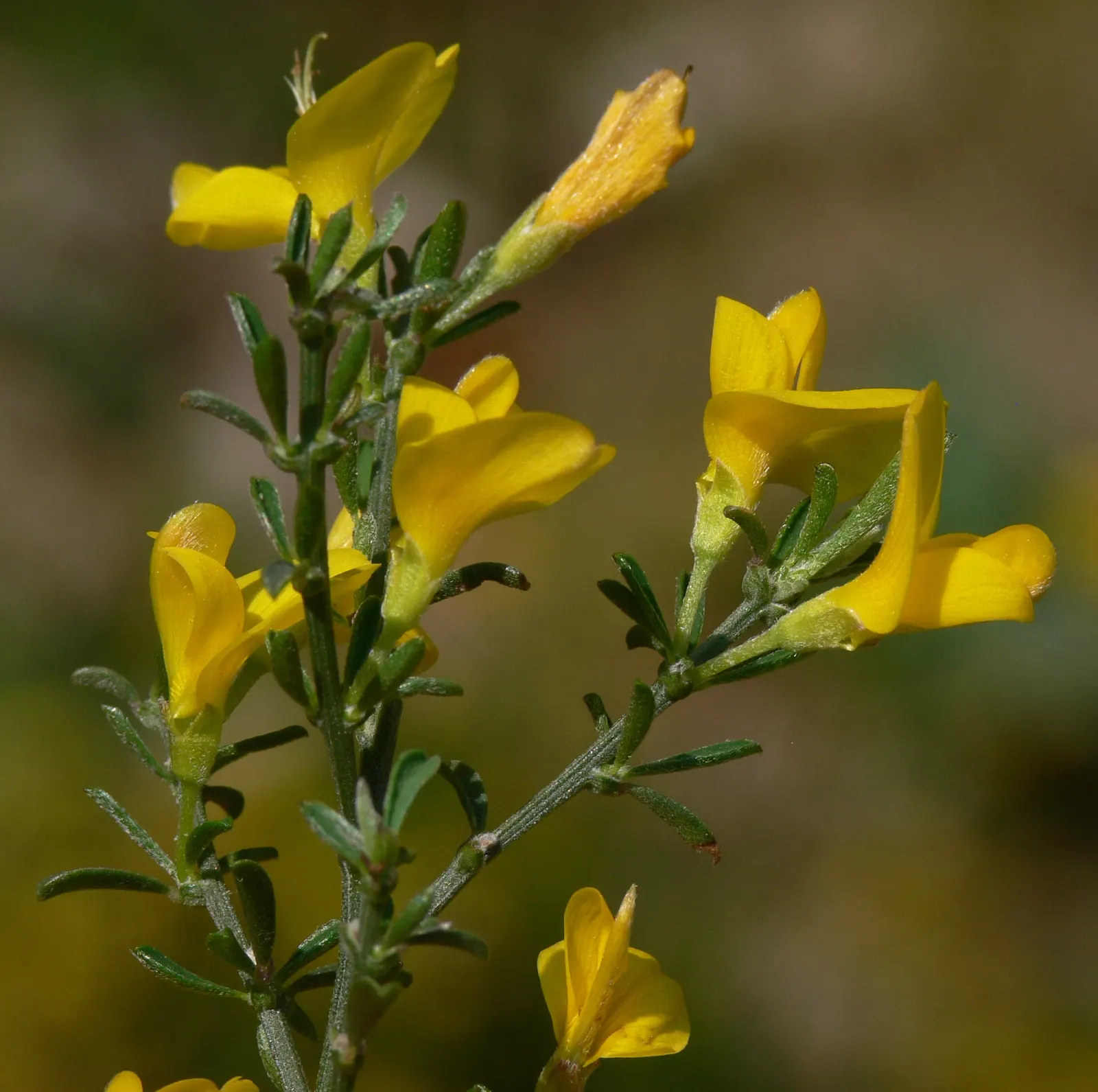 Silky Leaf Woodwaxen (Genista Pilosa) — this charming plant typically reaches a height of 1 to 1.5 feet; ground cover / shrub for full