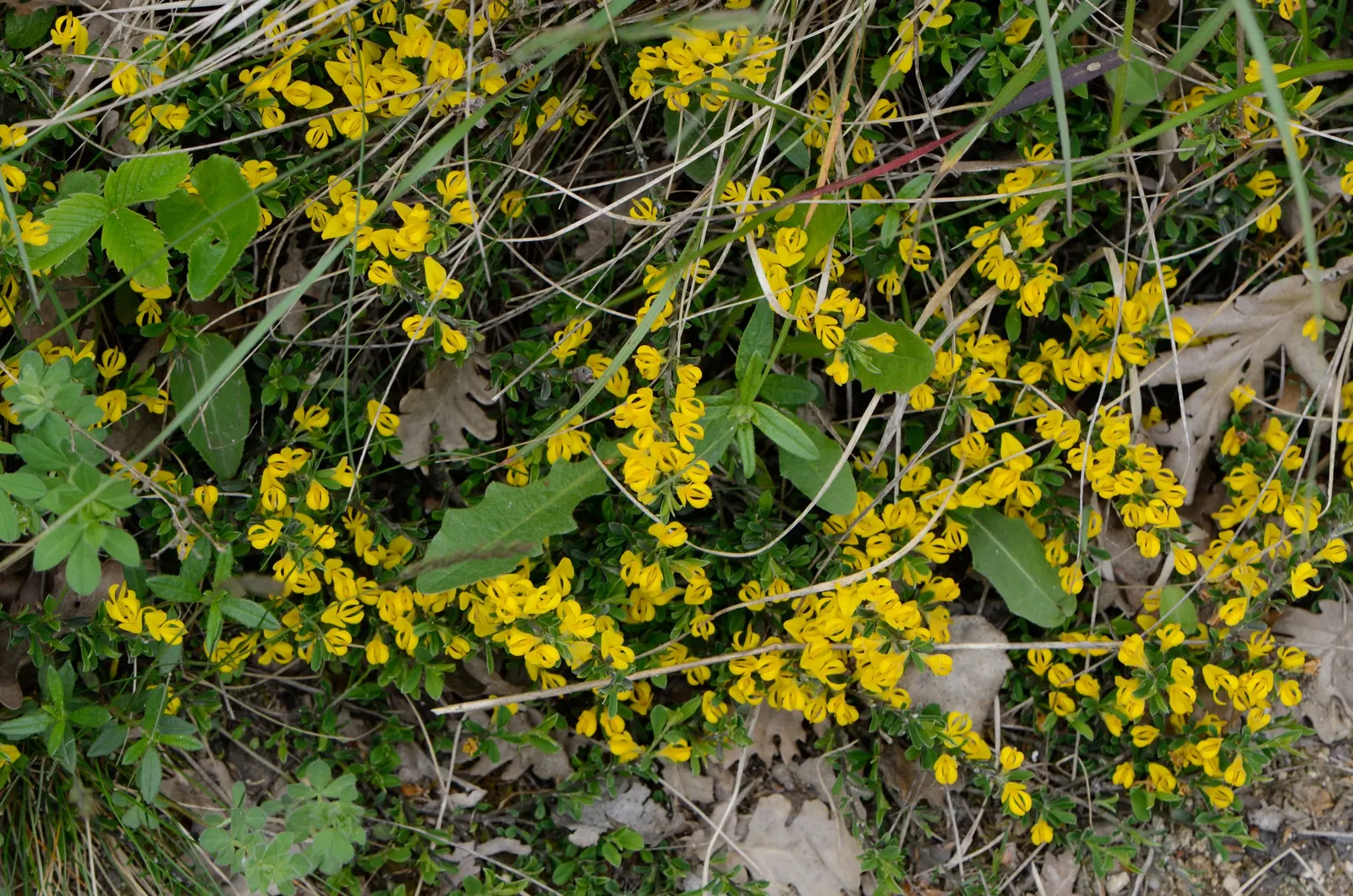 Silky Leaf Woodwaxen (Genista Pilosa) — this charming plant typically reaches a height of 1 to 1.5 feet