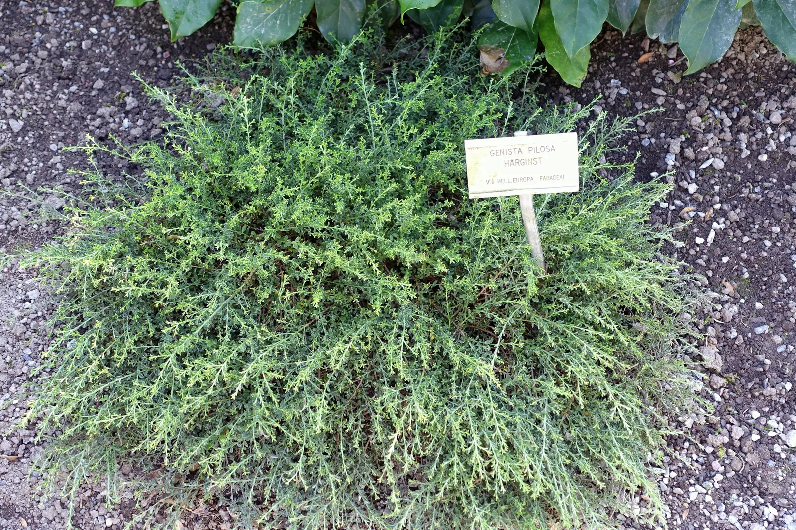 Silky Leaf Woodwaxen (Genista Pilosa) — gold and yellow flowers in the garden; making it an ideal addition to a variety of landscape designs